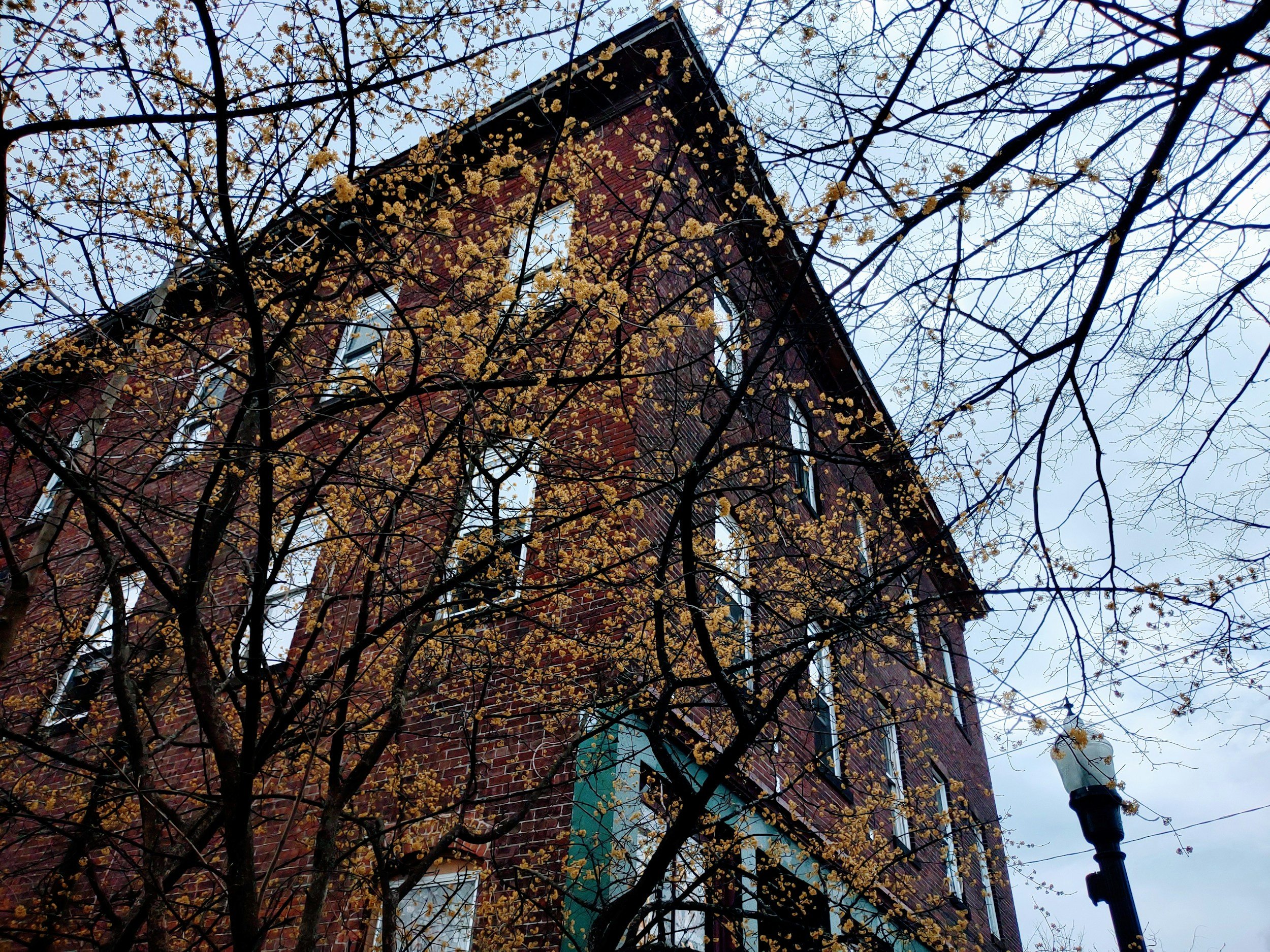 A brick building seen from below, with trees in the foreground and yellow leaves, some branches are bare, and a lamp post nearby.