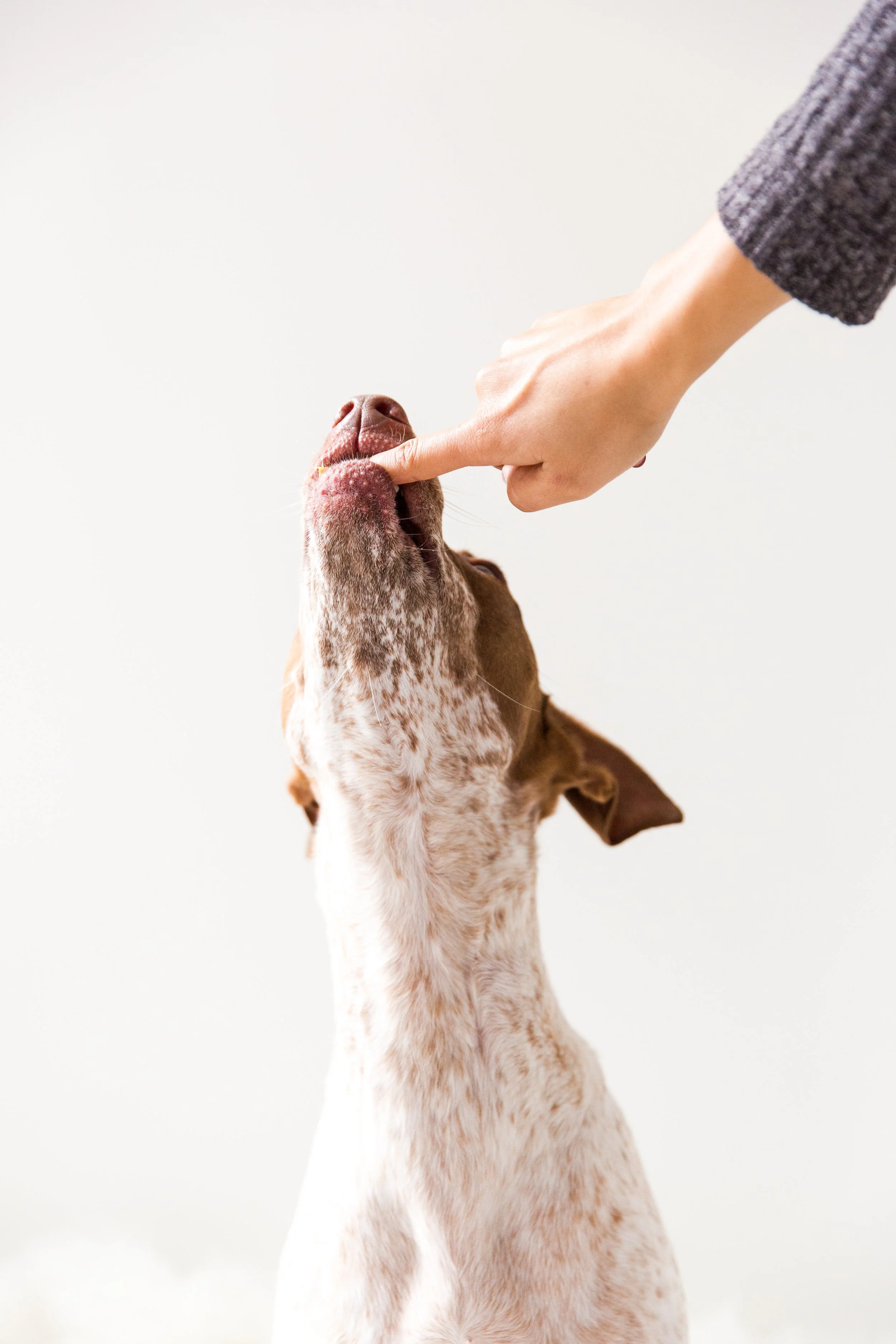 OC Dog Photographer-Funny Photo Outtakes_12.jpg