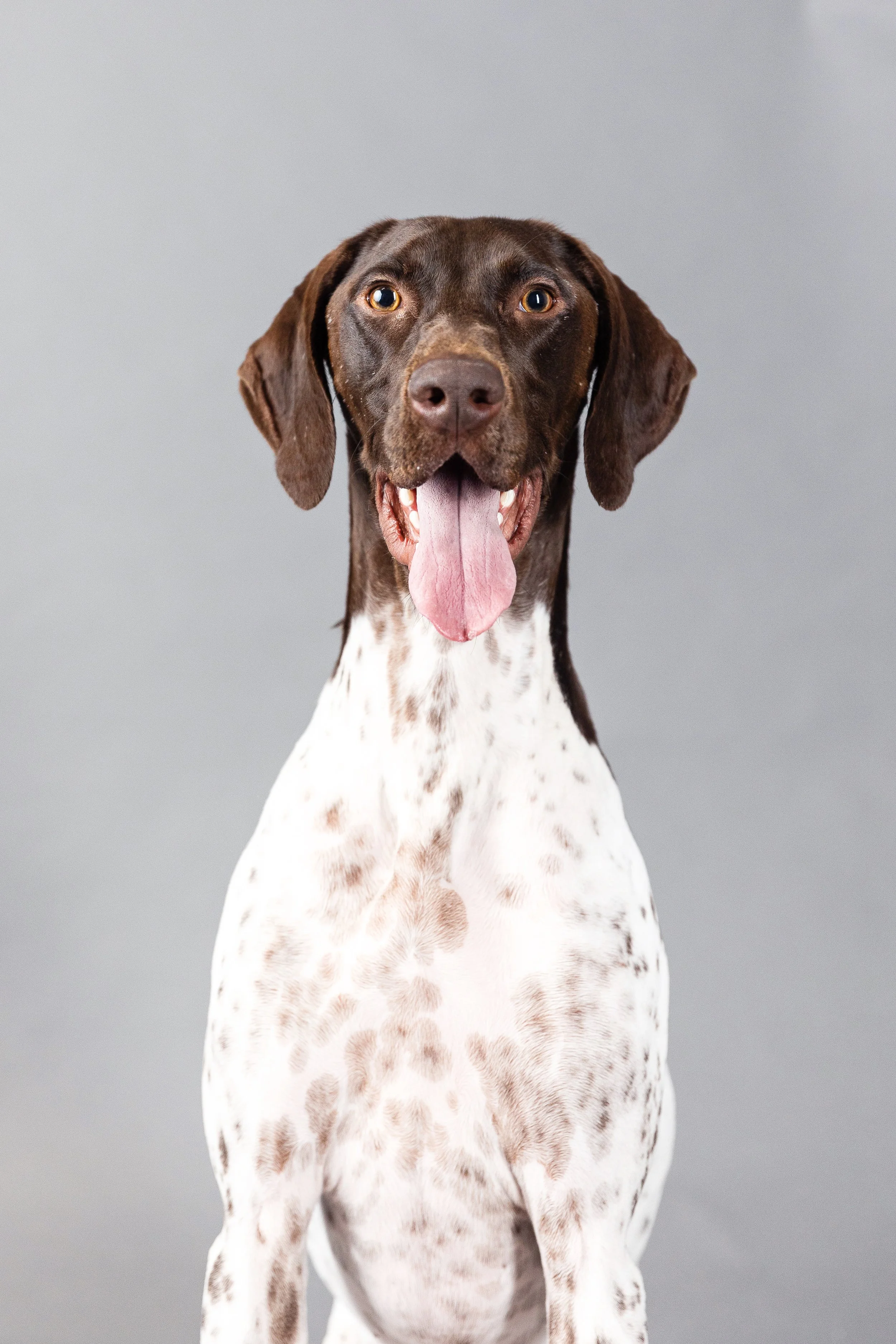 A brown and white spotted dog with floppy ears and pink tongue hanging out, sitting against a plain gray background.
