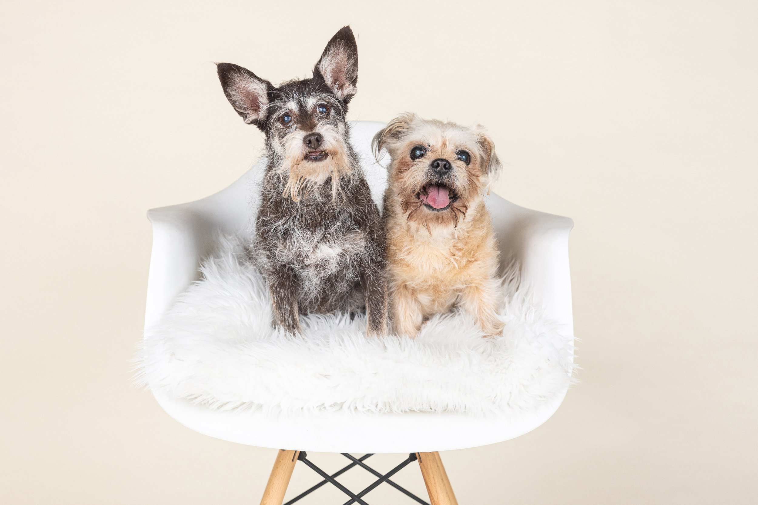 top dog photographer dog photos_web_7.jpg