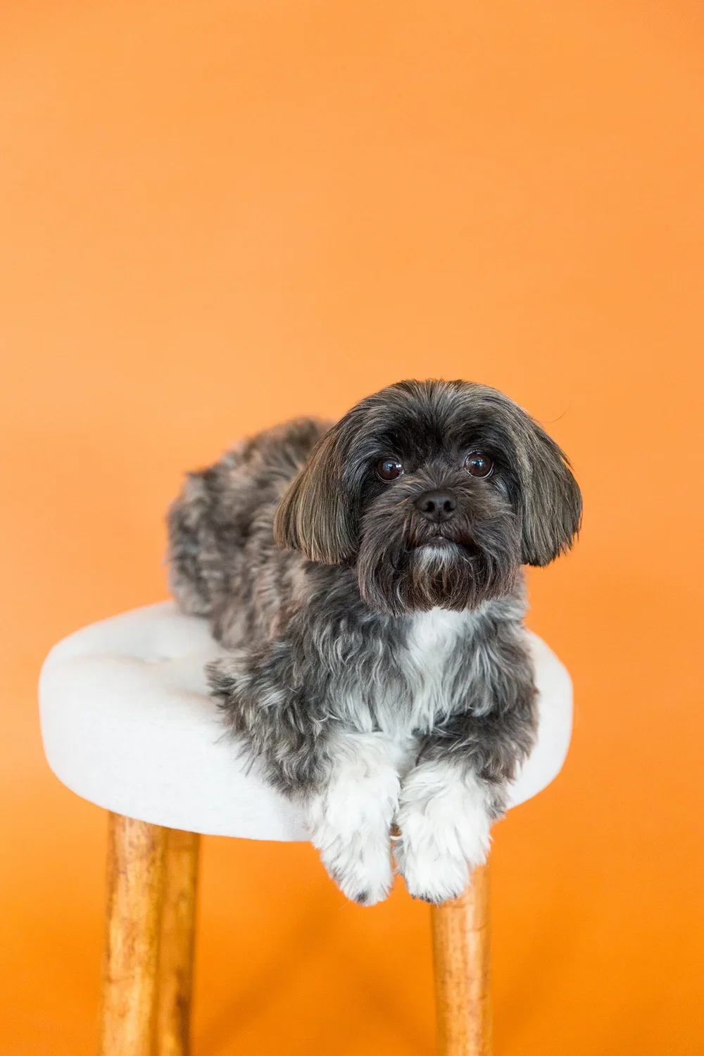 Salty+Dog+June+Minis+web-166.webp