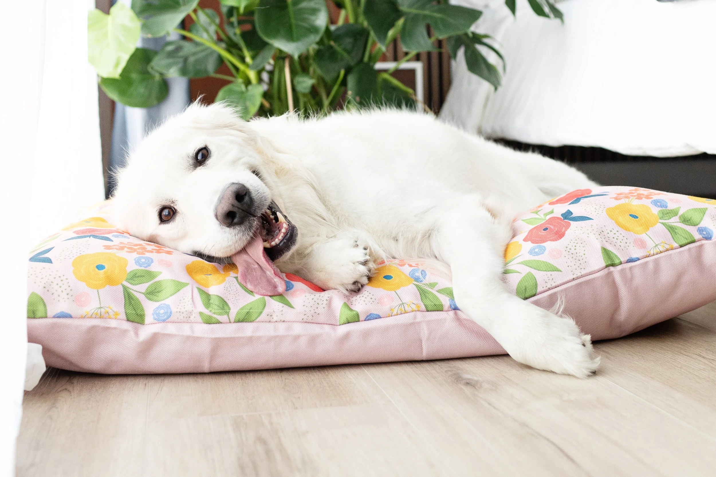 A white dog lying on a floral patterned pillow with its mouth open and tongue out, indoors near a large green houseplant.