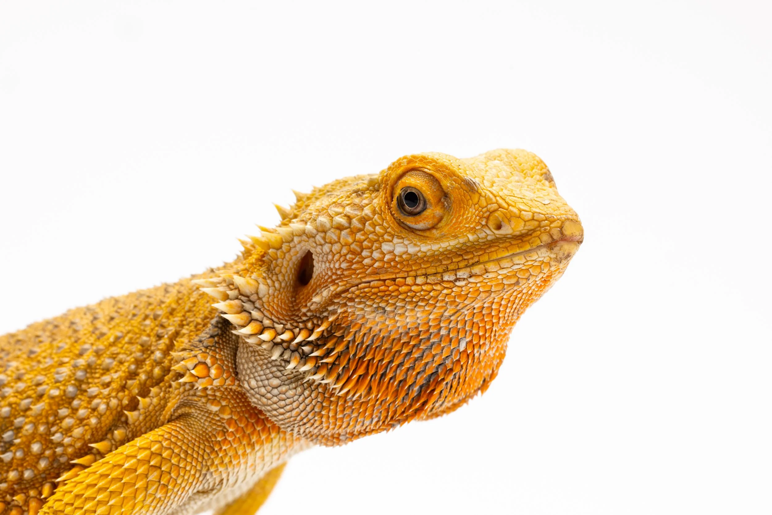 Zilla_24kGLDN_050.jpg