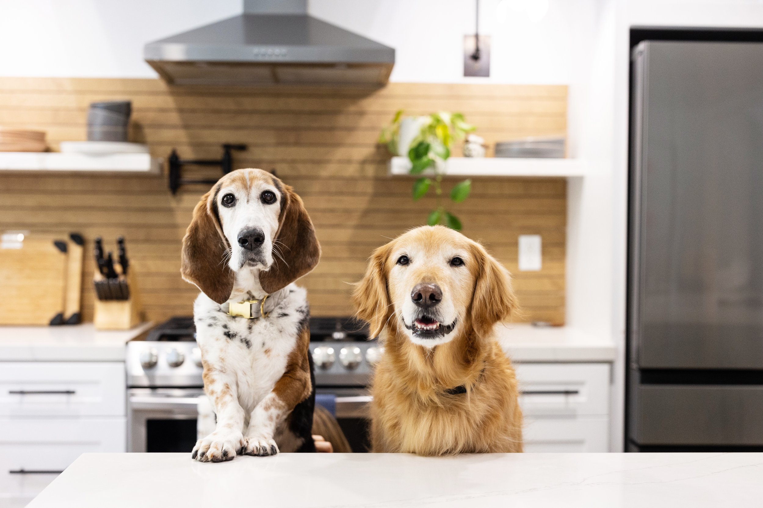 JustFoodForDogs Commercial Photographer1.jpg