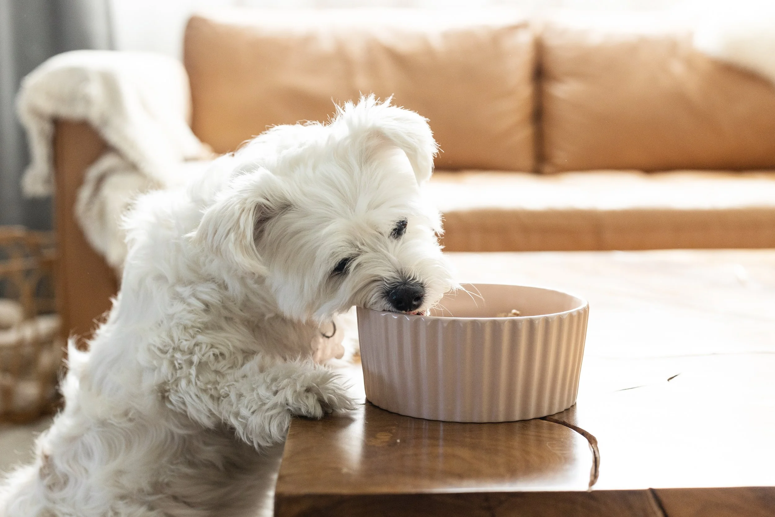 JustFoodForDogs Commercial Photographer5.jpg