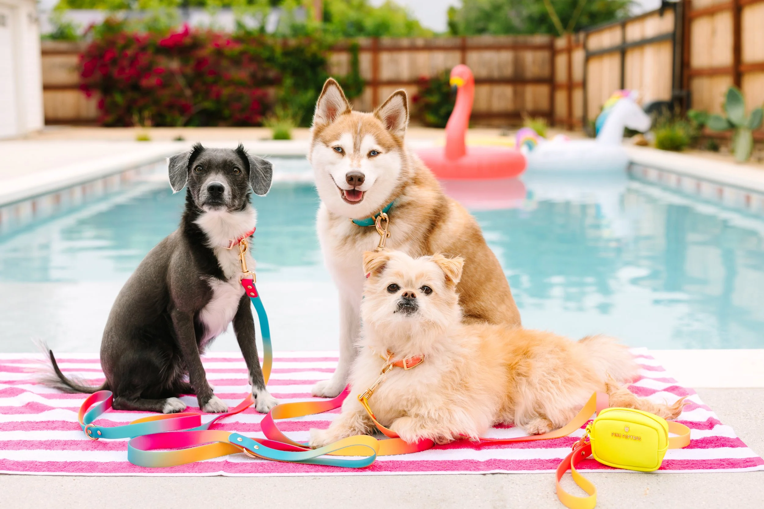 Pink Papyrus Summer Campaign Full-Service Commercial Production for a Vibrant New All Weather Dog Collection