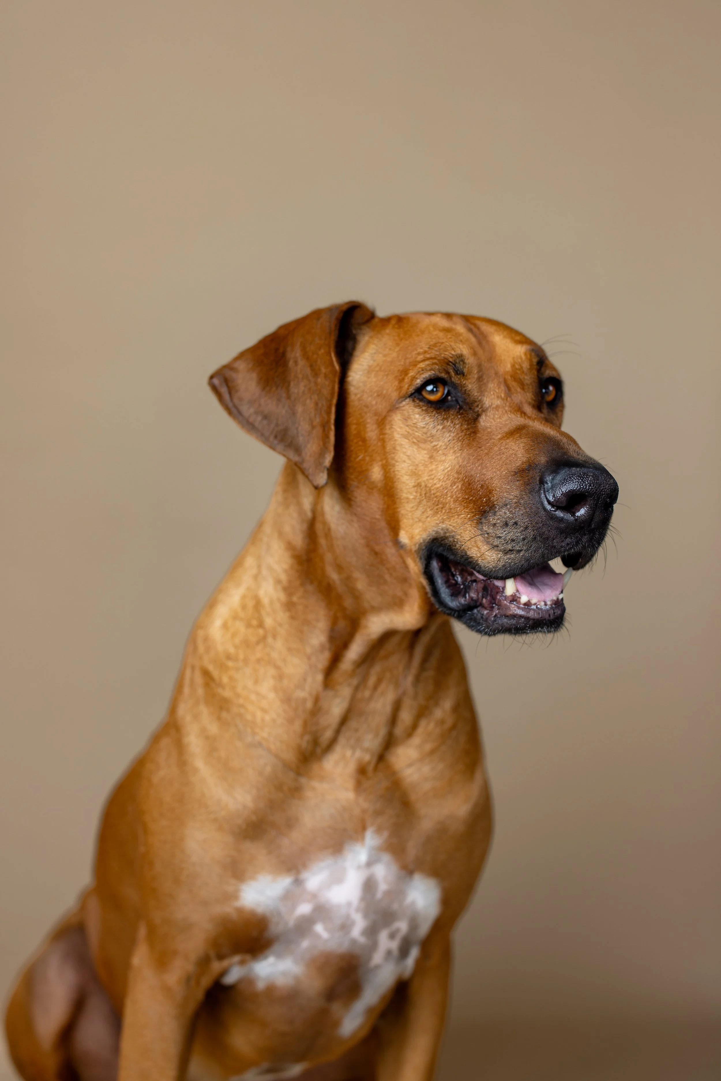 Winston Welch Salty Dog_0020.JPG