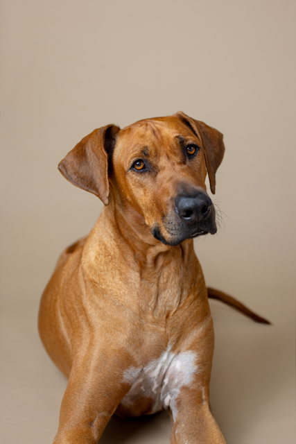 Winston Welch Salty Dog_0016 Medium.png