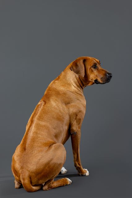 Winston Welch Salty Dog_0115 Medium.png