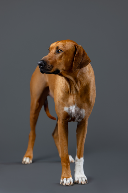 Winston Welch Salty Dog_0119 Medium.png