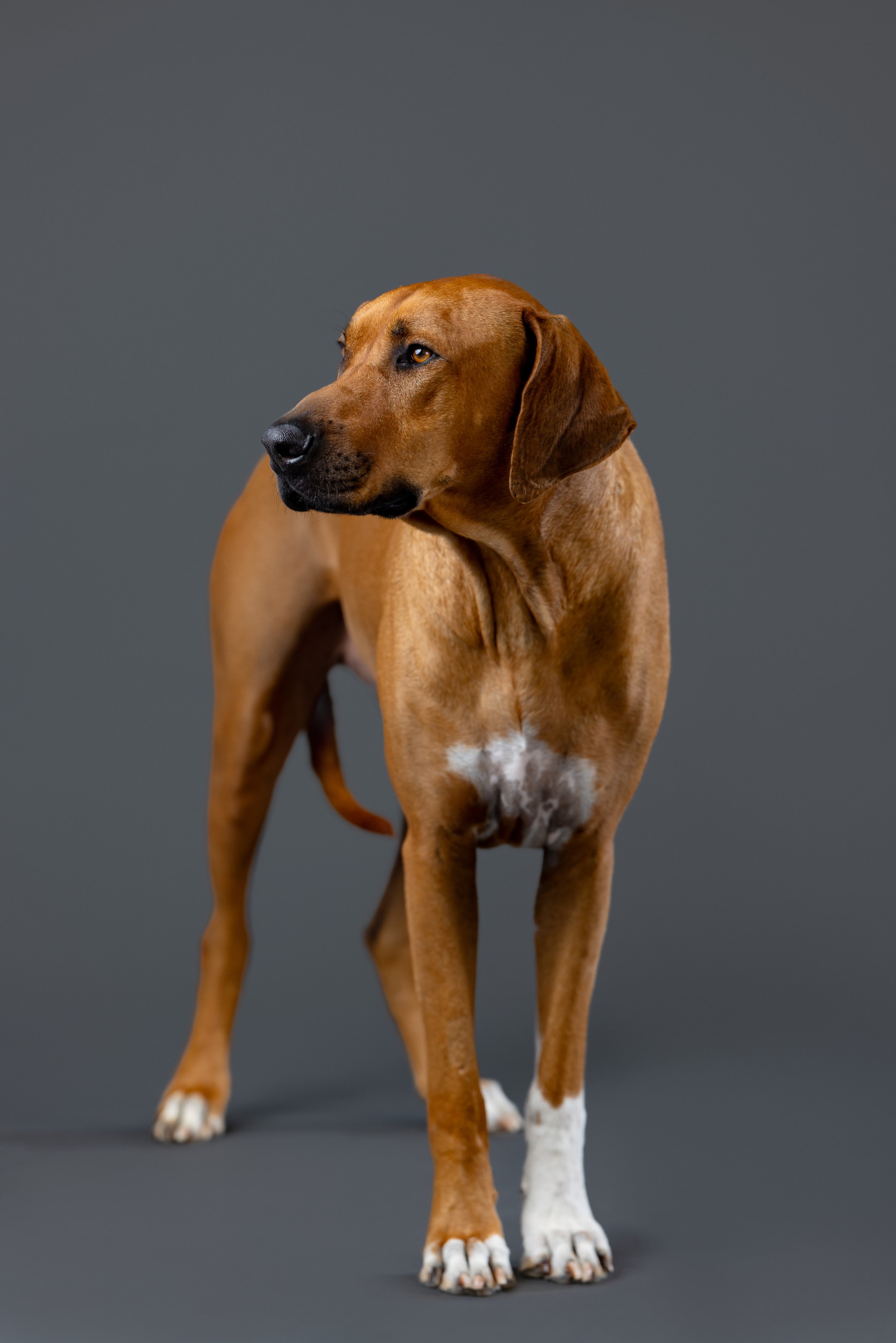  Rhodesian Ridgeback, beautiful portraits, and artwork by The Salty Dog Studio