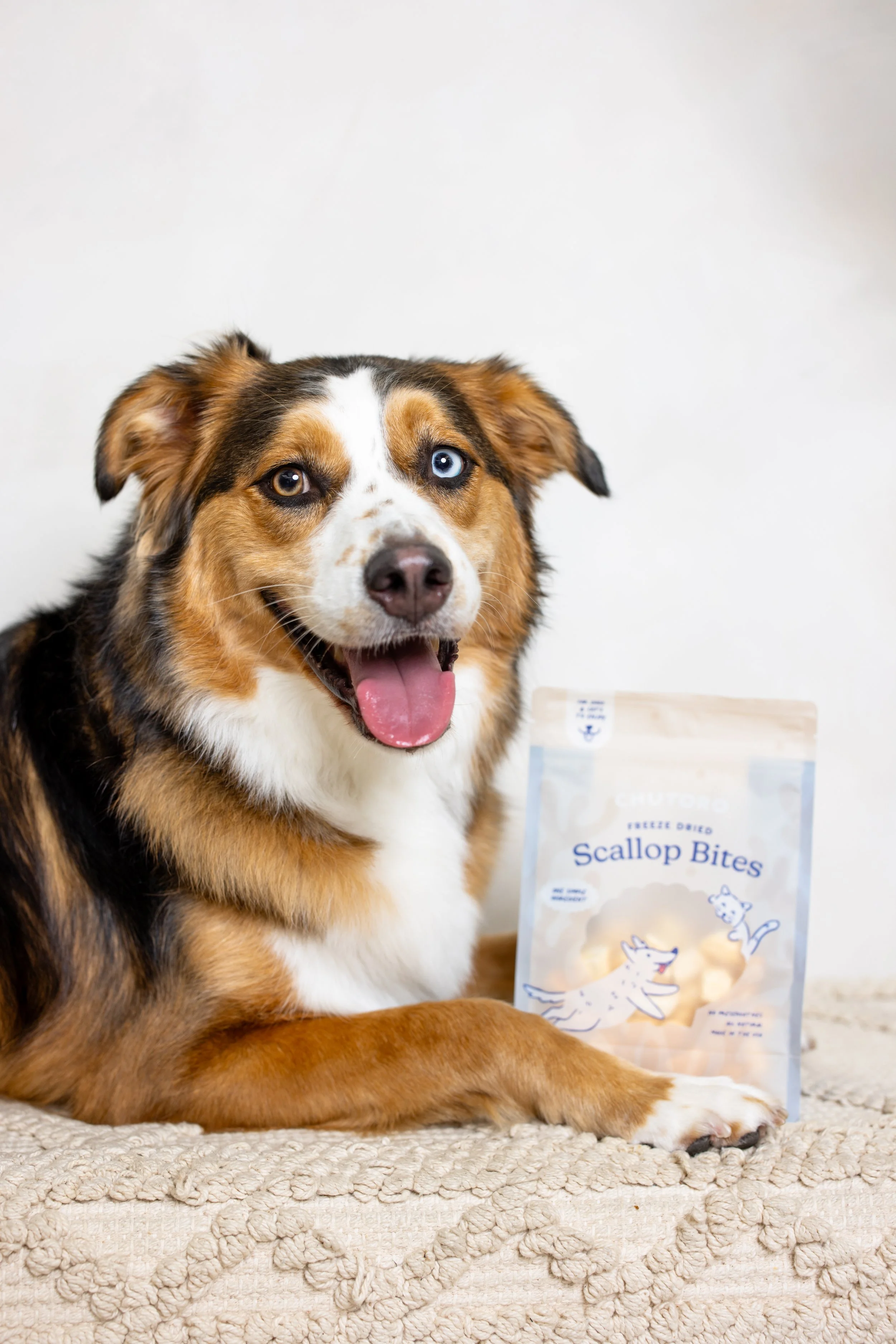 LA and OC Cat and Dog Photographer_120.jpg