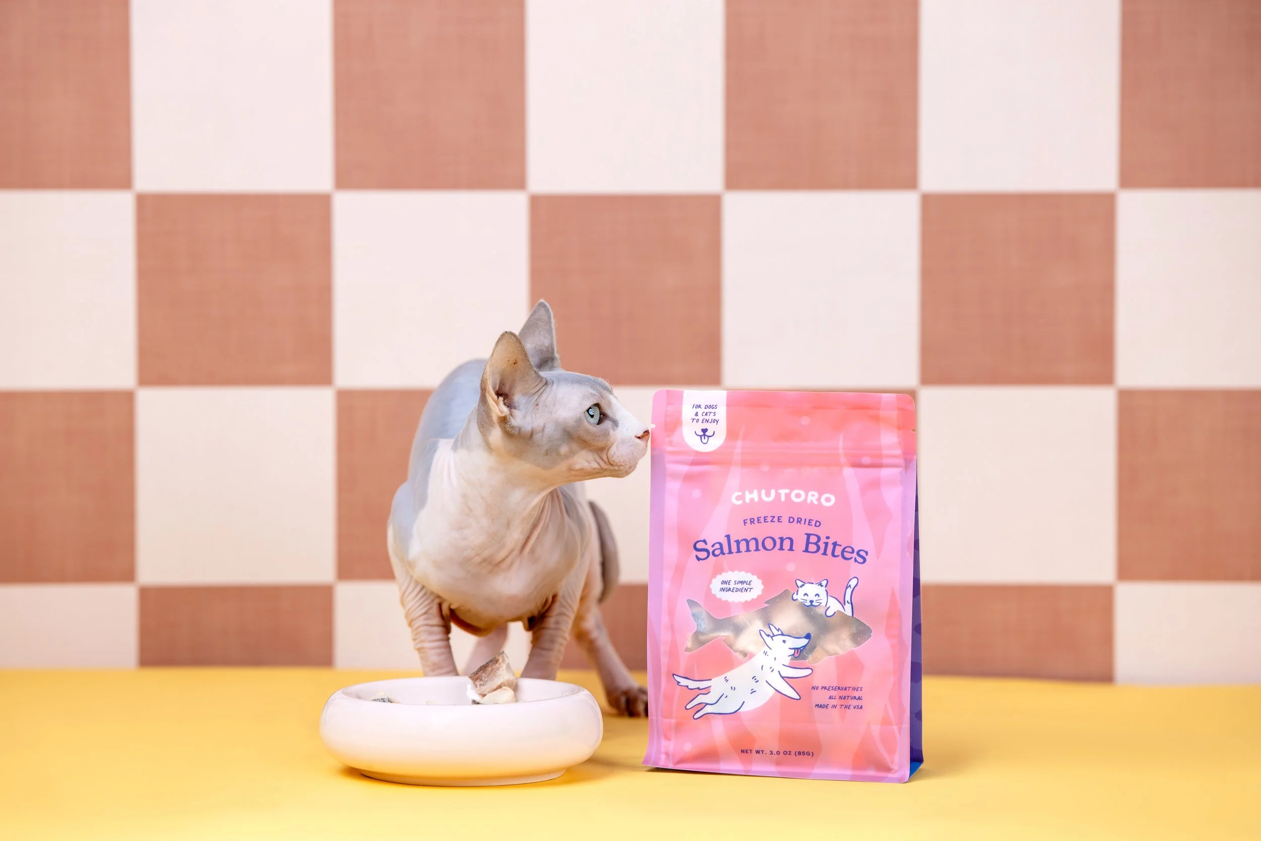 LA and OC Cat and Dog Photographer_8.jpg