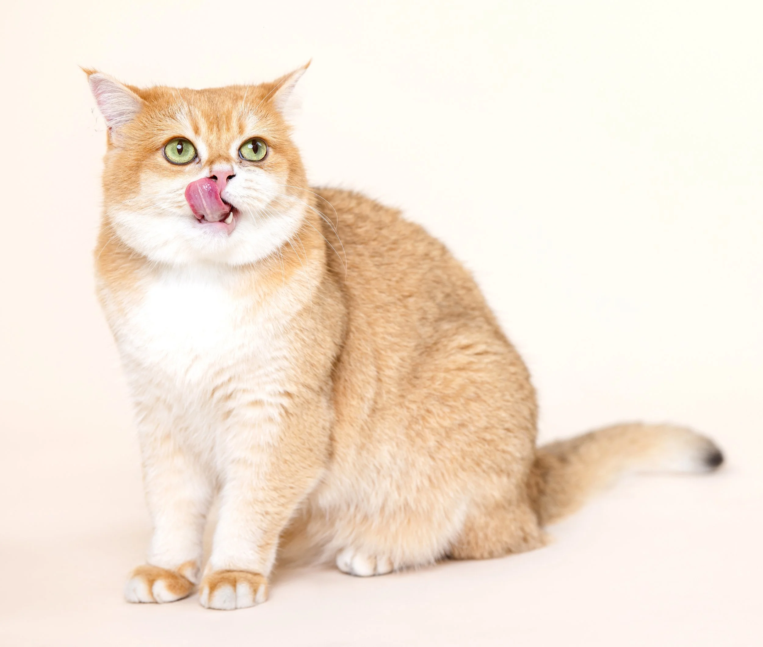 LA and OC Cat and Dog Photographer_13.jpg