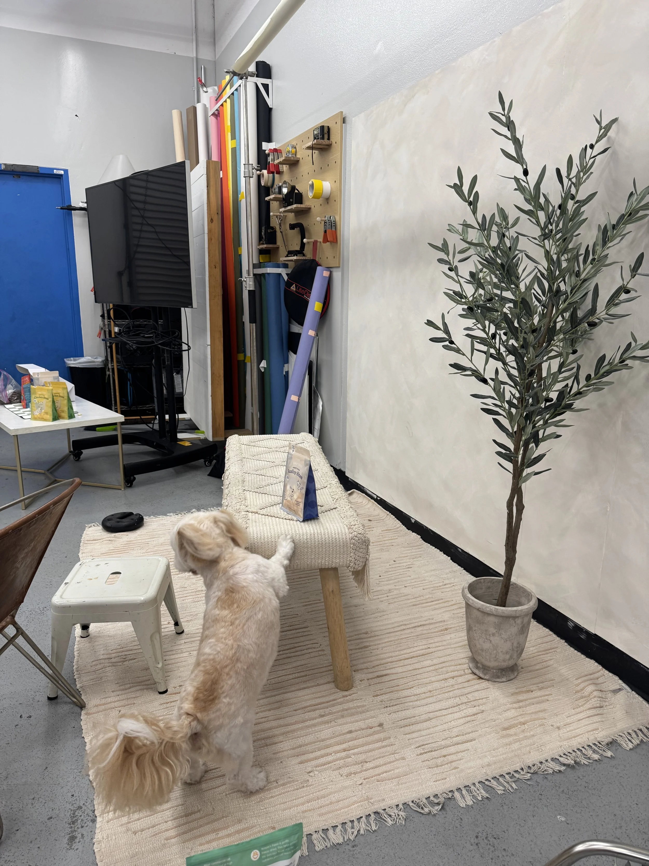 BTS Commercial Pet Shoot1.jpeg