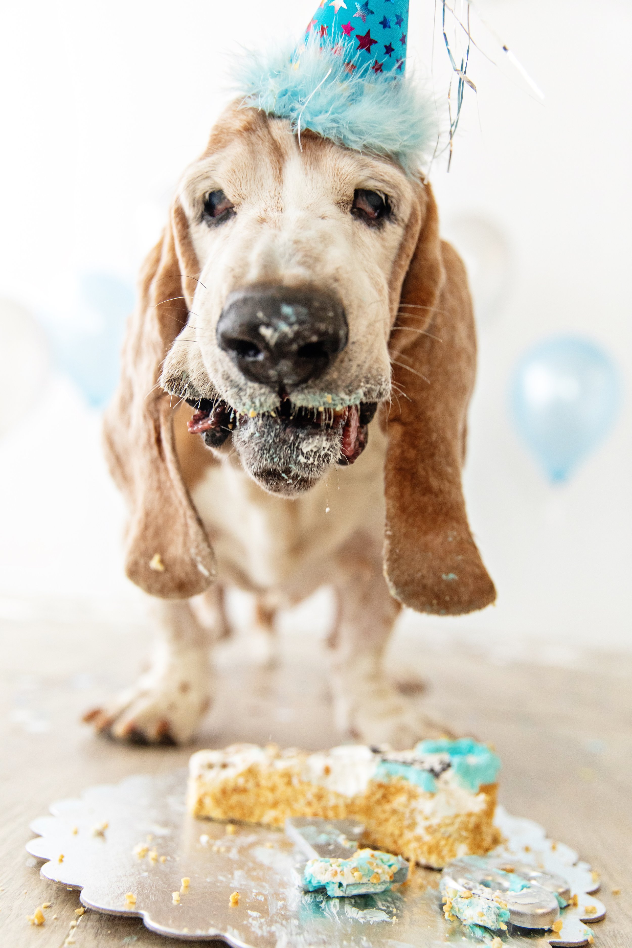 Biscuit -87.jpg