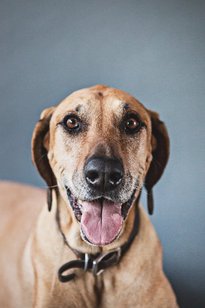 PET SESSIONS A - 269email.jpg