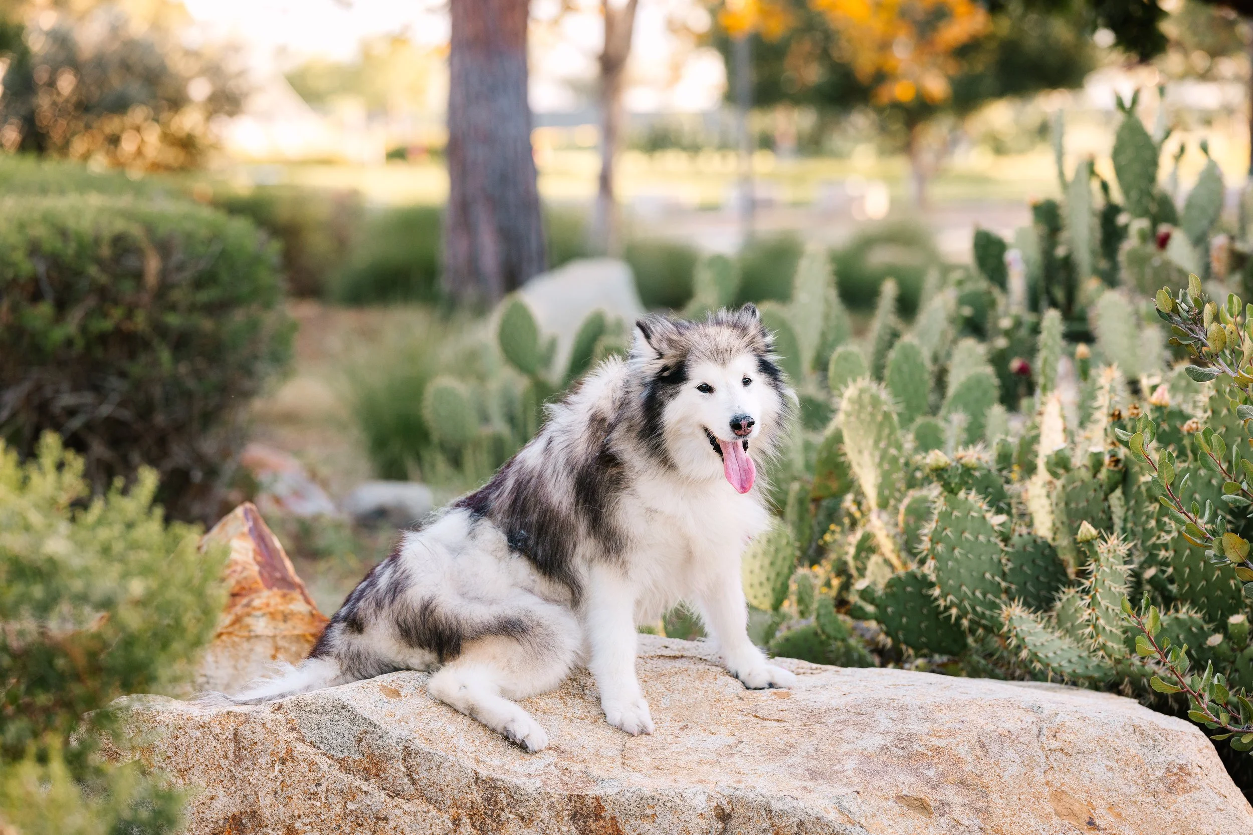 Senior Dog Photo Shoot.jpg