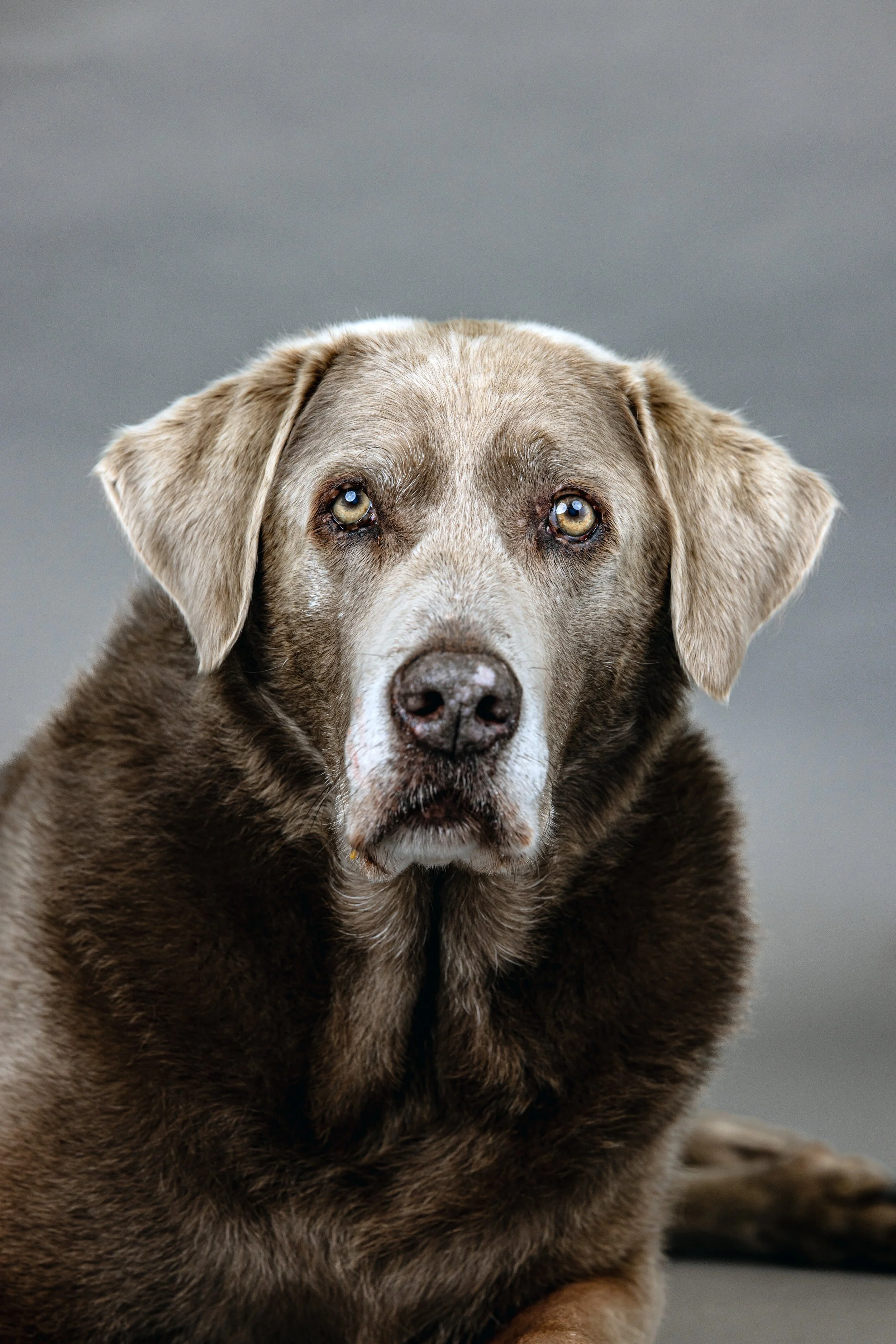 Orange County Senior Dog Photographer.jpg
