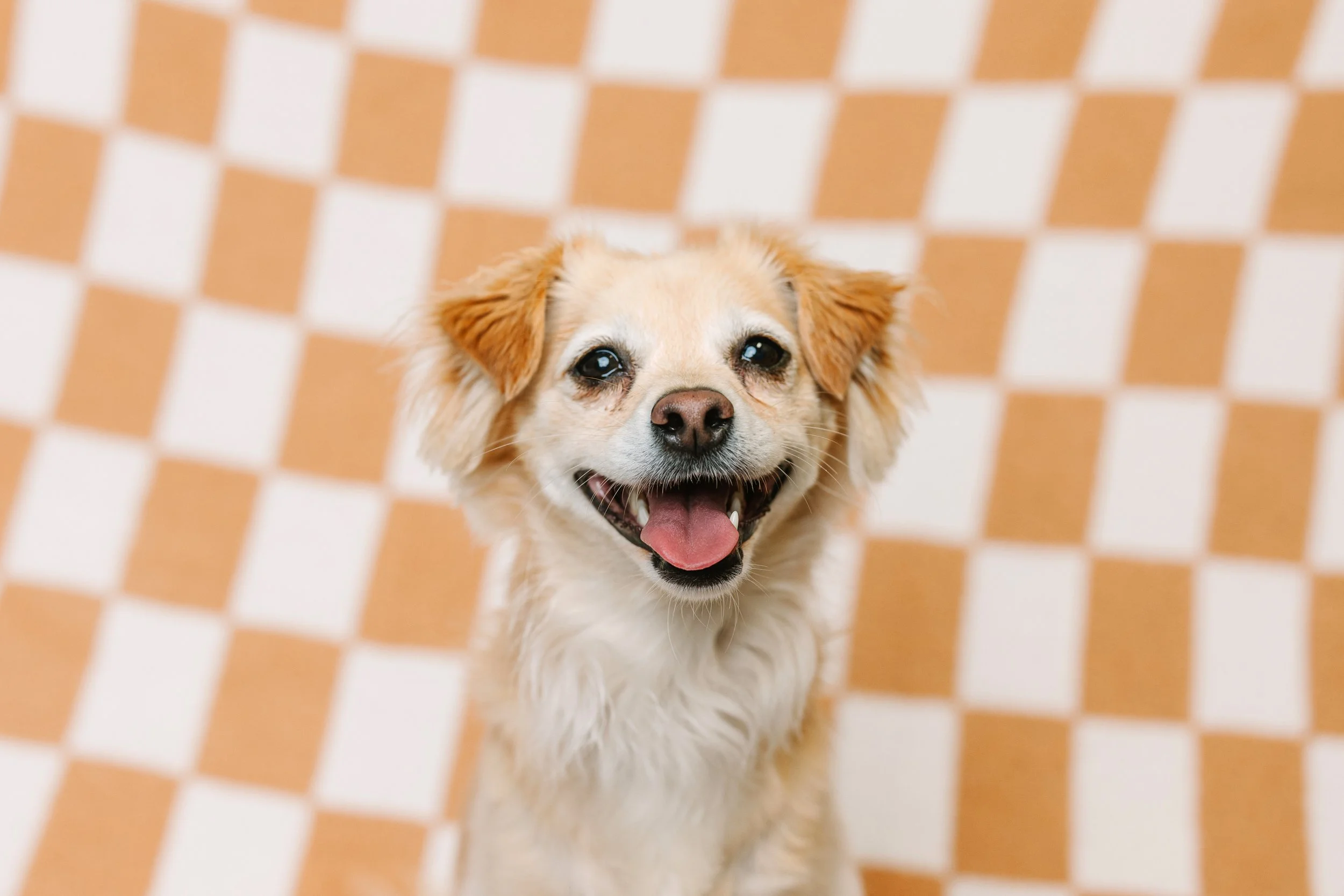 How To Prepare Your Dog For A Photoshoot