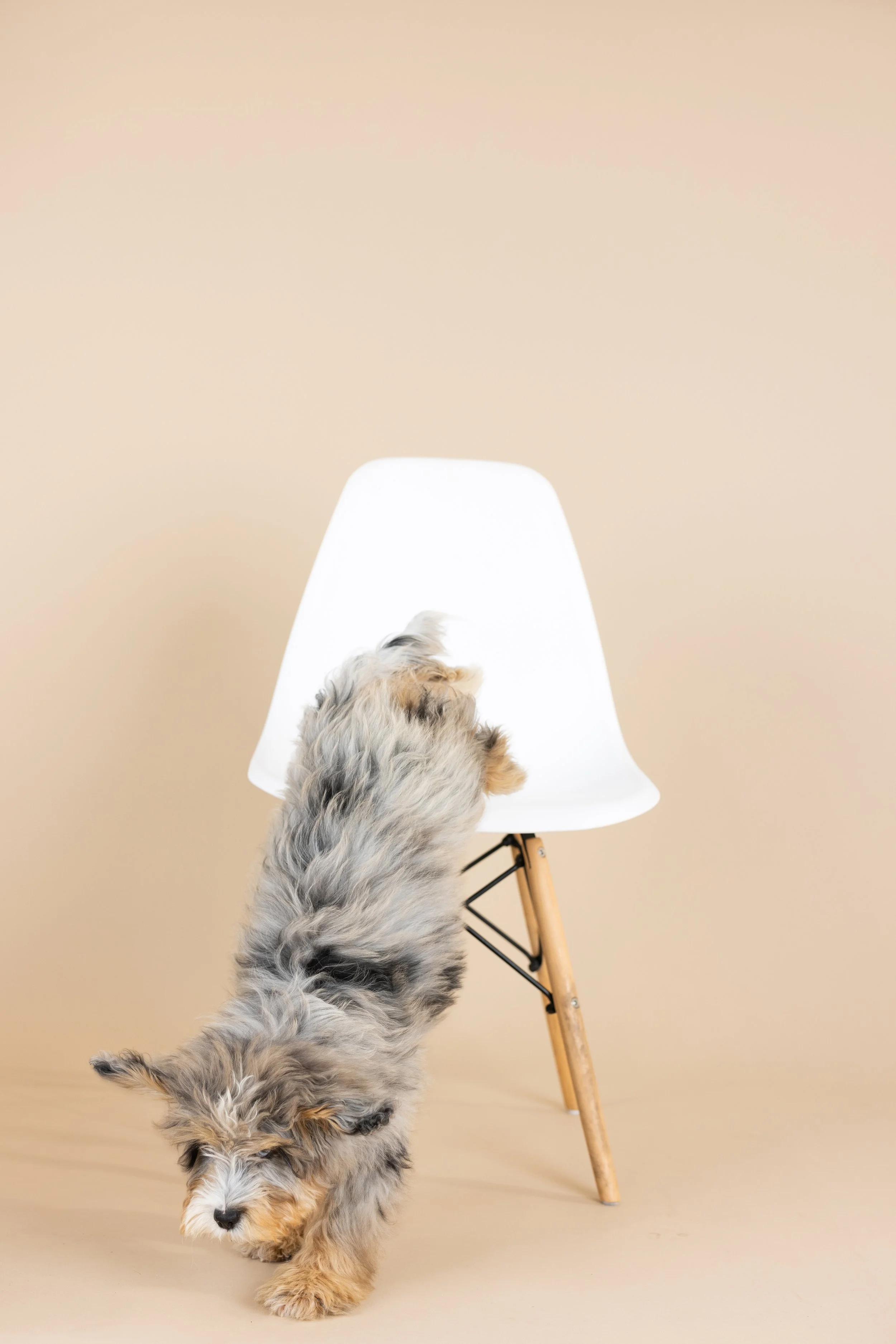 OC Dog Photographer-Bloopers_2.jpg