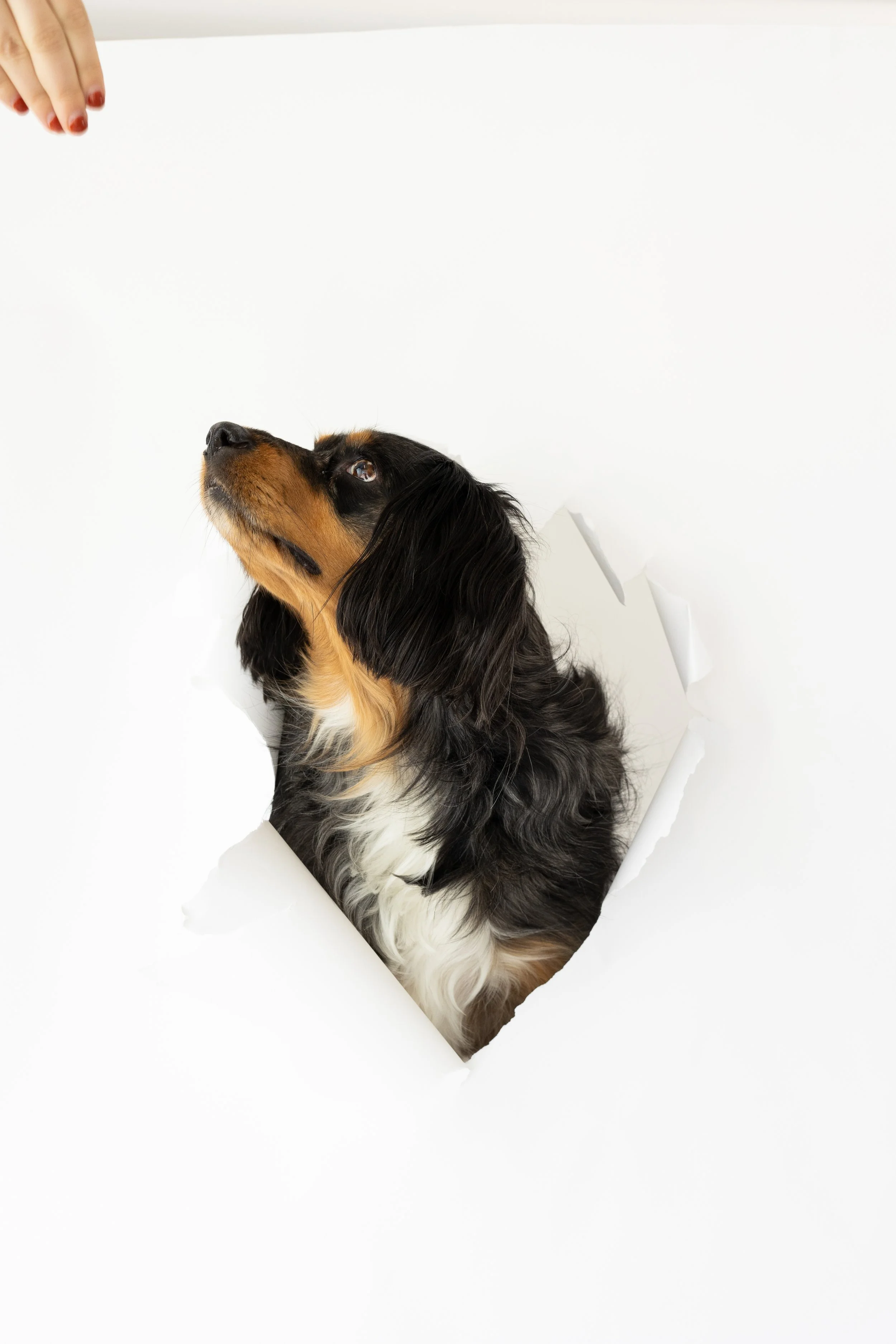OC Dog Photographer-Bloopers_3.jpg