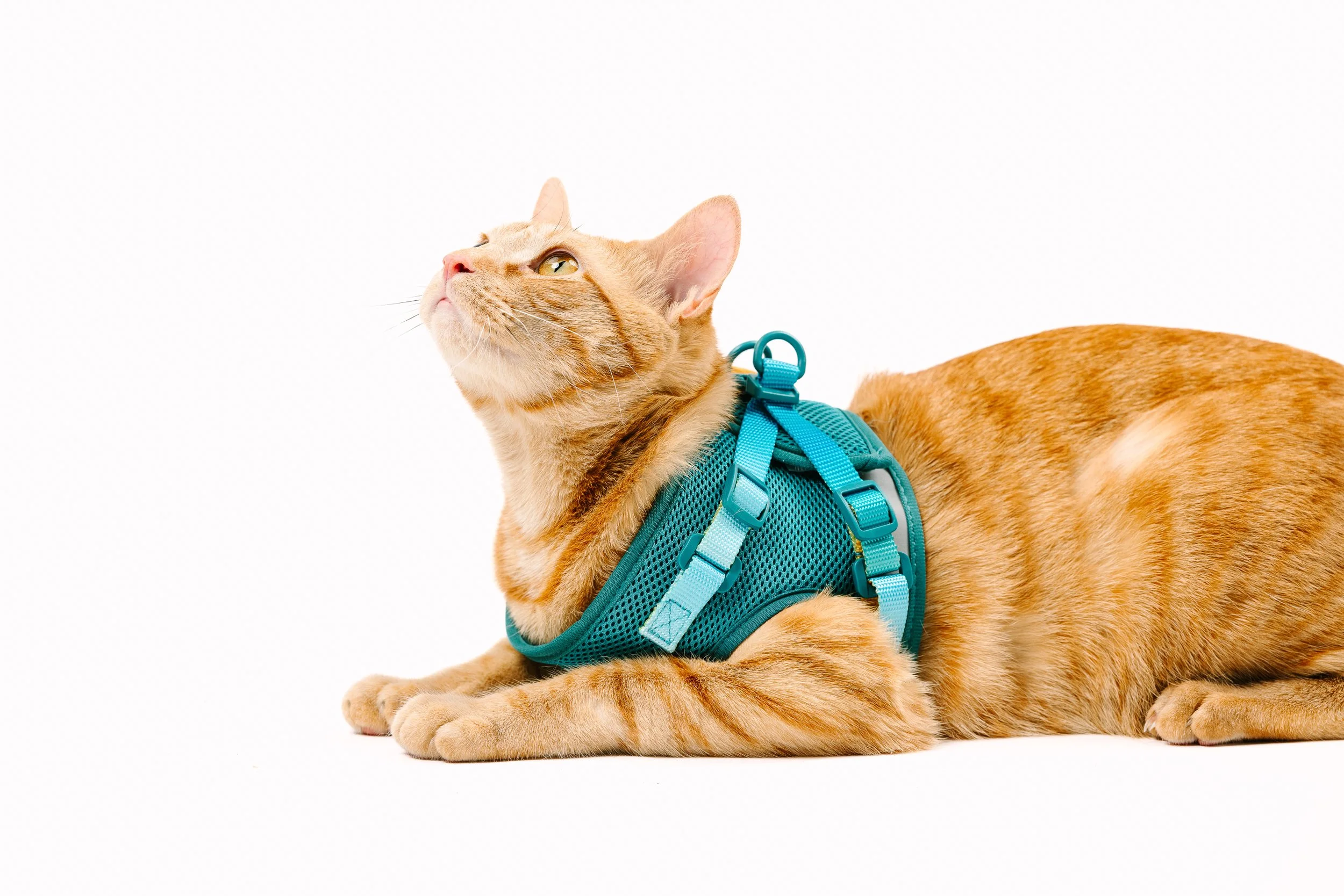  commercial, cap, photographer, cat harness, photo shoot
