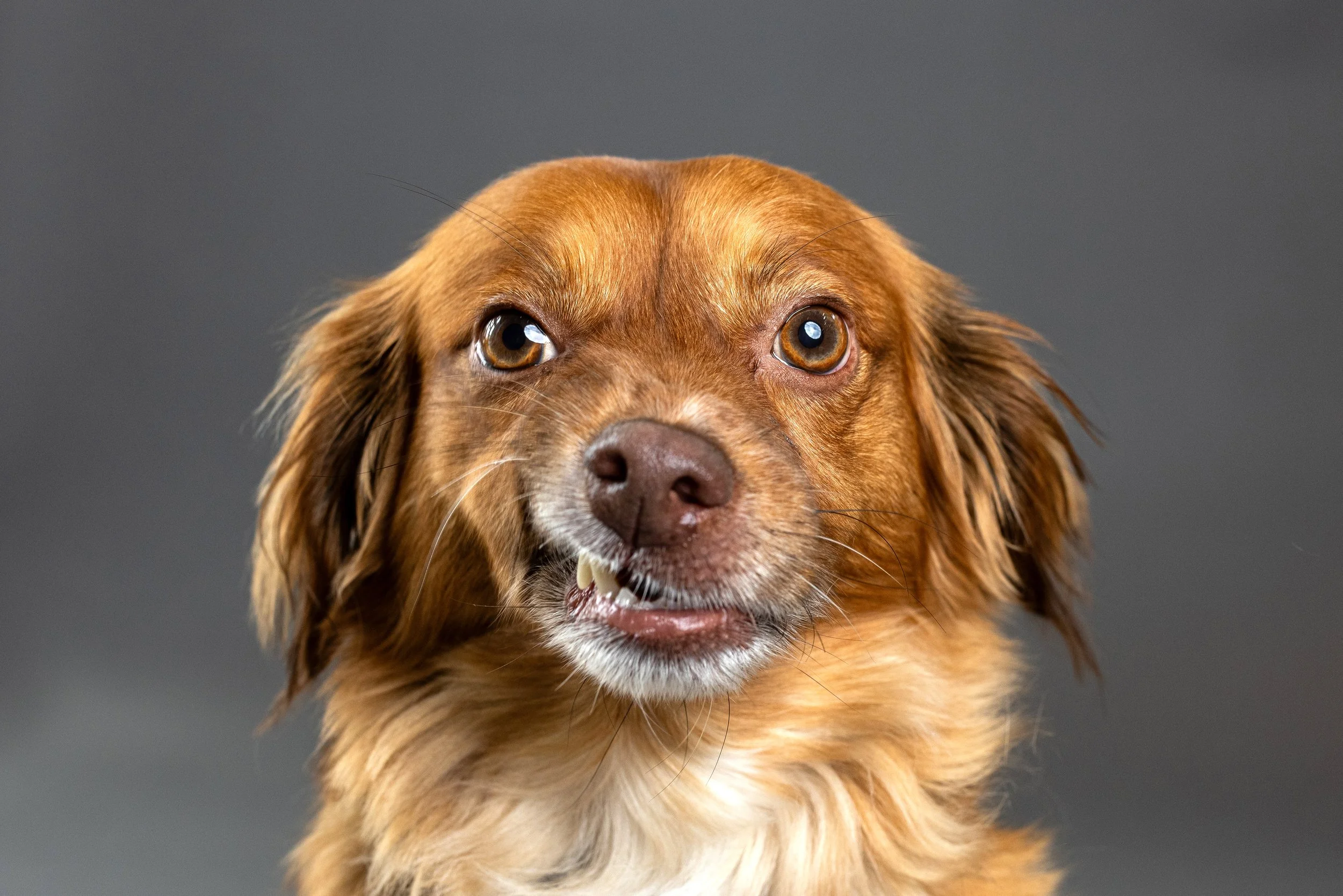 OC Dog Photographer-Bloopers_7.jpg