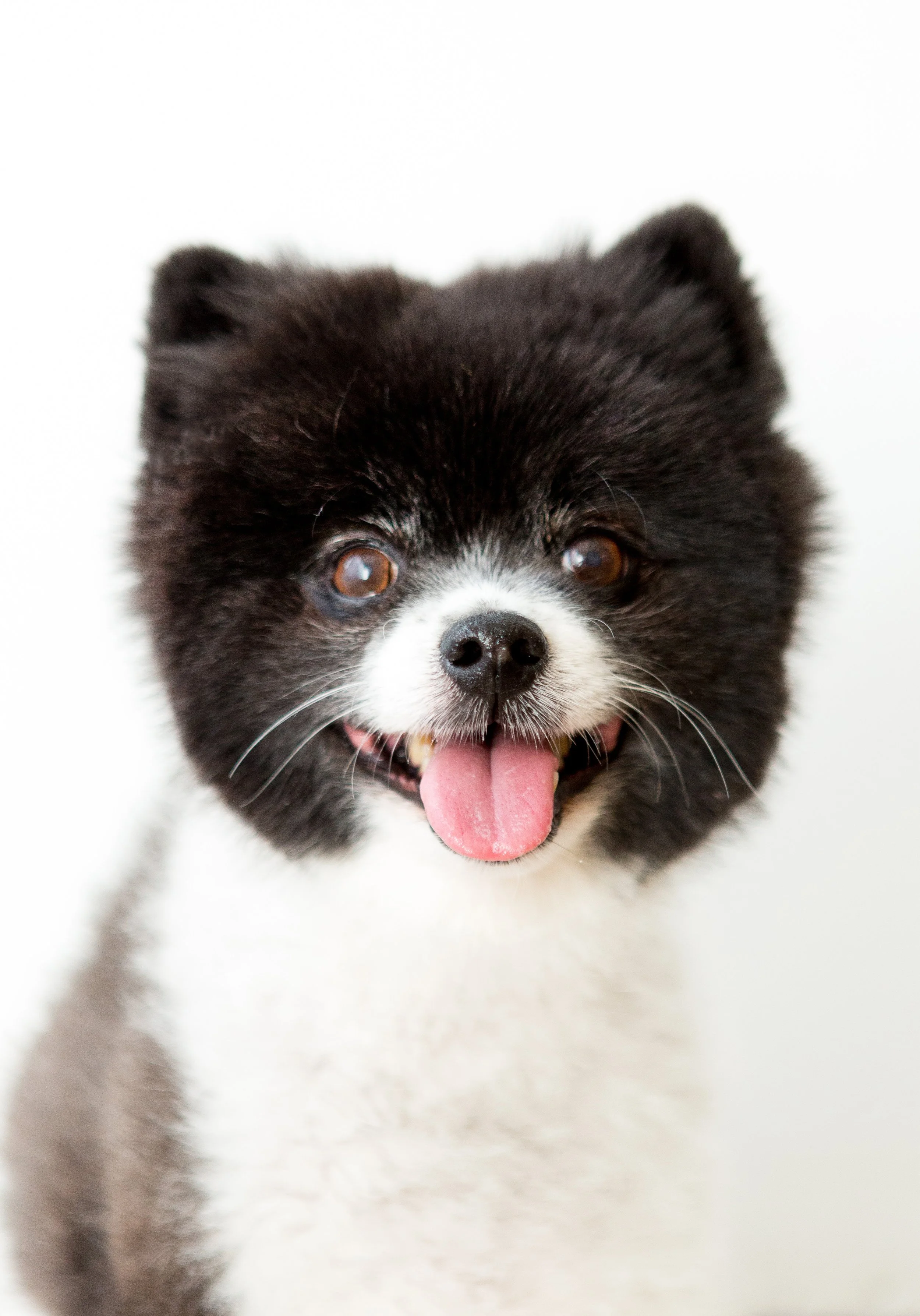 Best Orange County Dog Photographe1.jpg