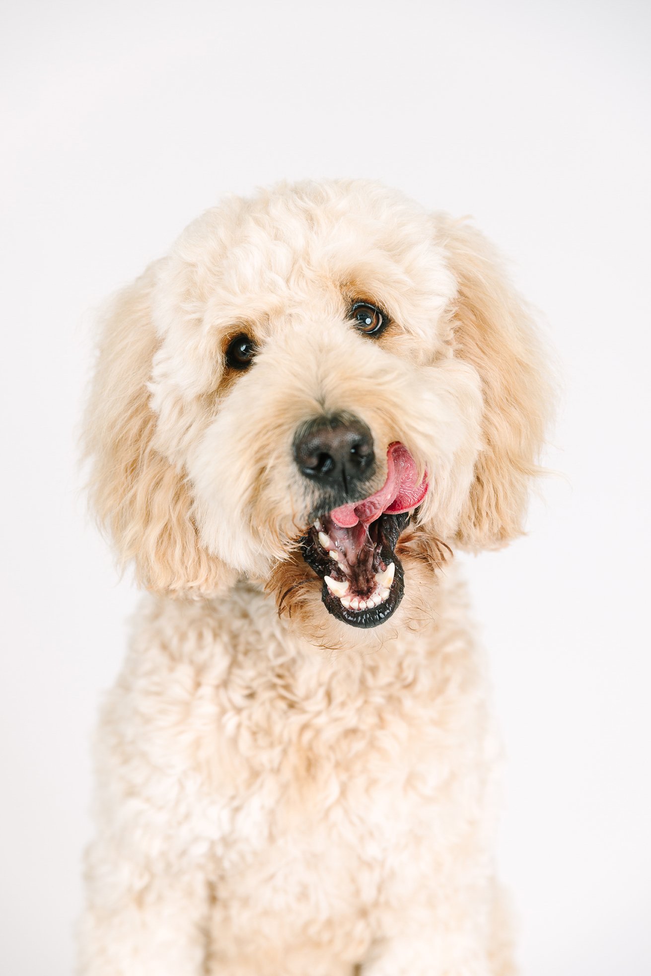 top dog photographer _25.jpg