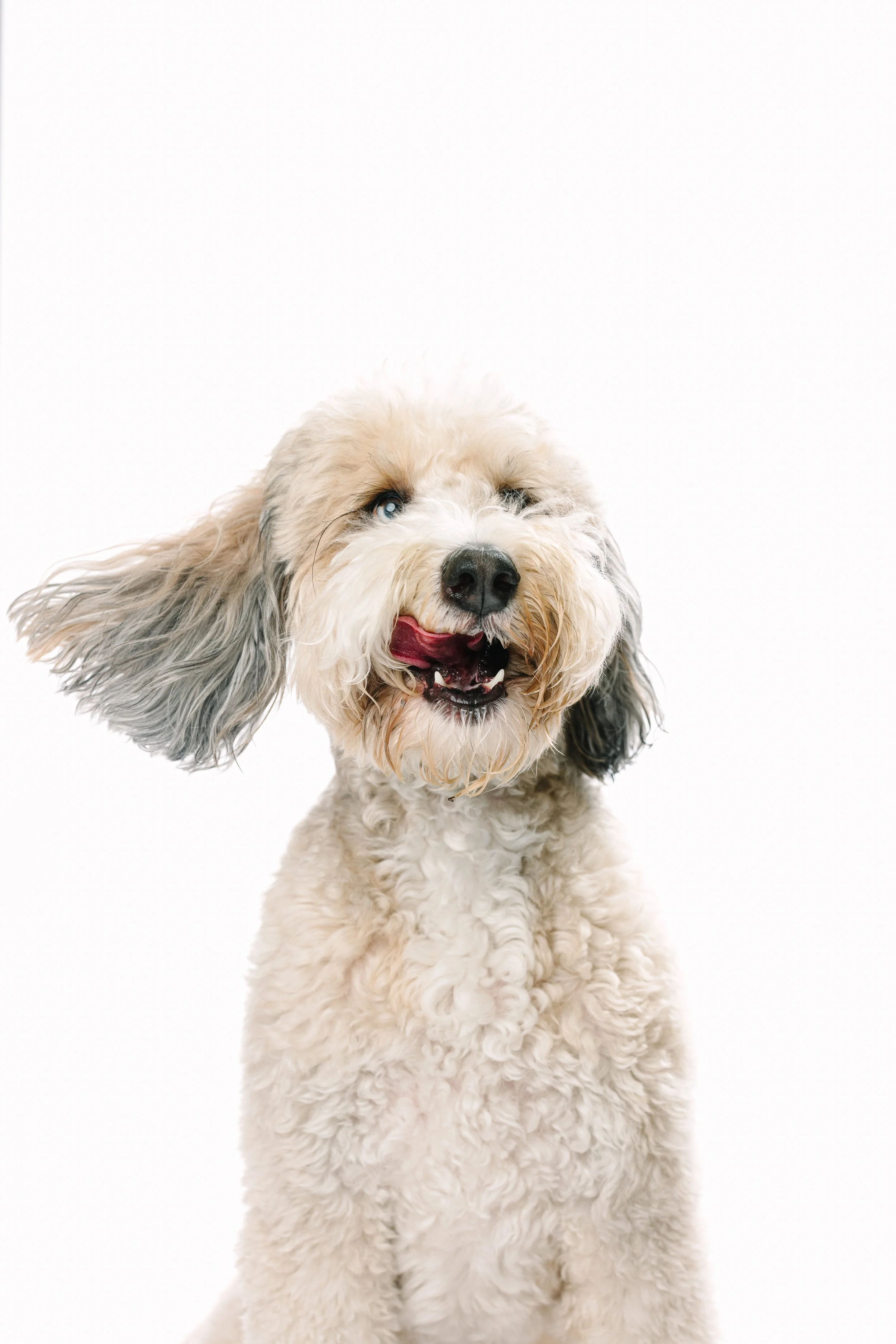 OC Dog Photographer-Bloopers_12.jpg
