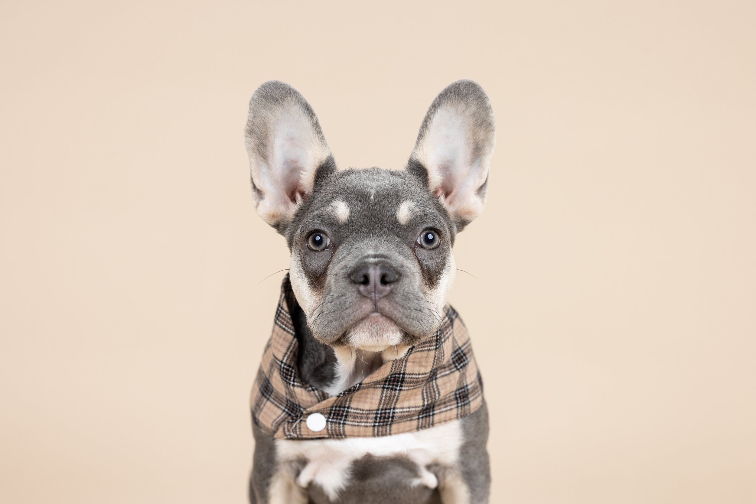 Baby Vinny Pup-2.jpg