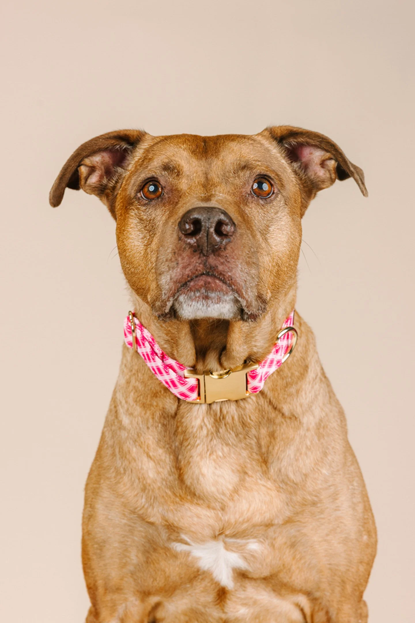 A brown dog with a white chest, wearing a pink and white checkered collar, sitting against a plain beige background.