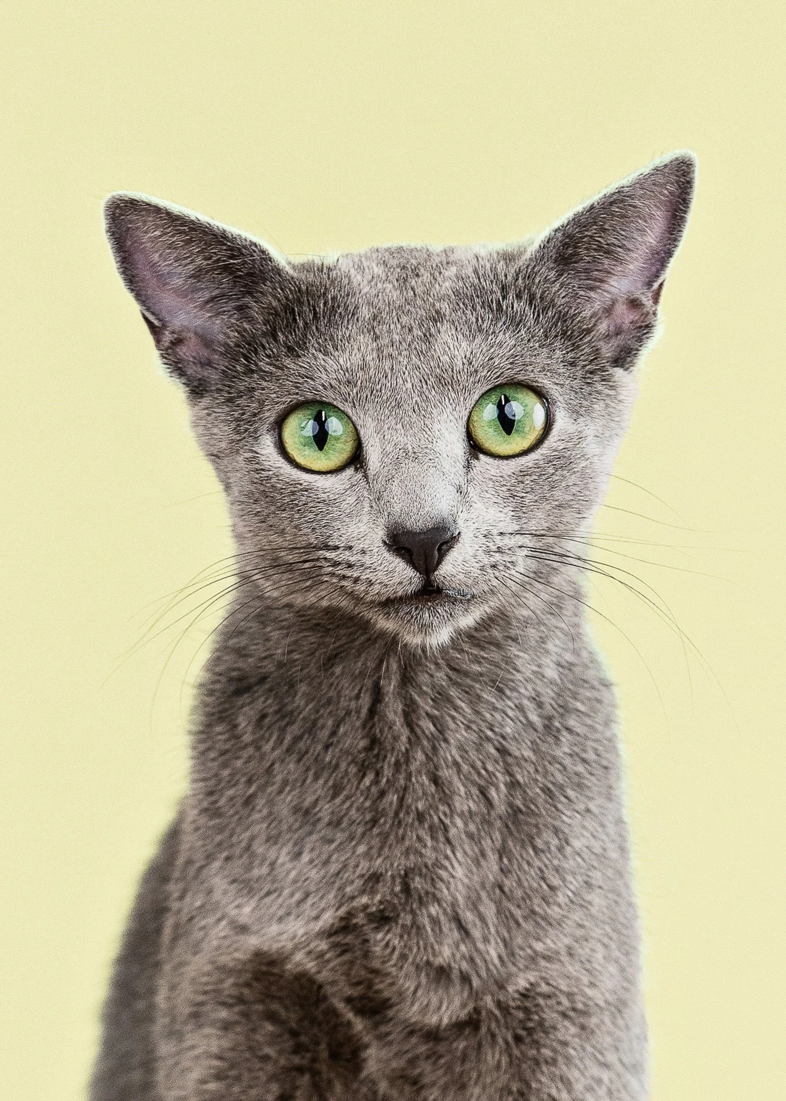 Close-up of a gray cat with green eyes and large ears on a plain light yellow background.