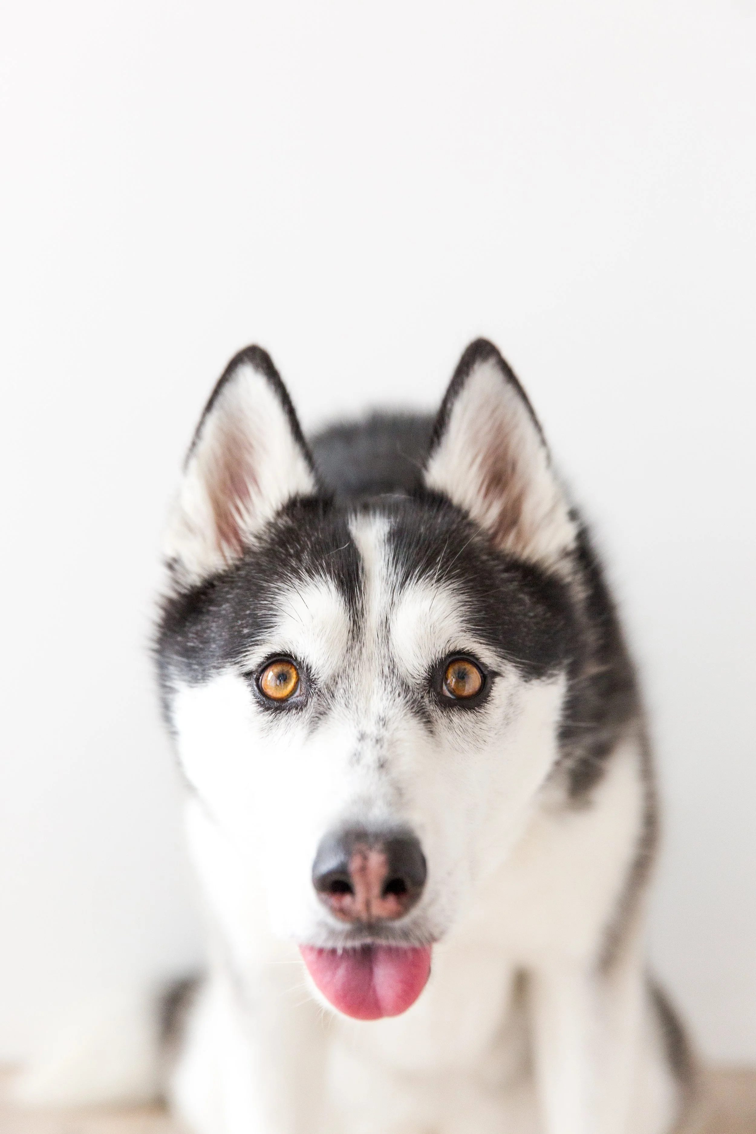OC Dog Photographer-Funny Photo Outtakes_18.jpg