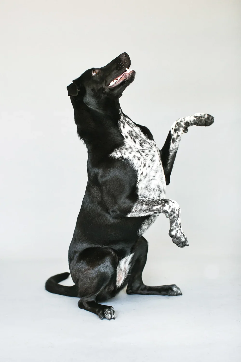 Katelin+Journigan+-+OC+Dog+Photographer+-+16.webp
