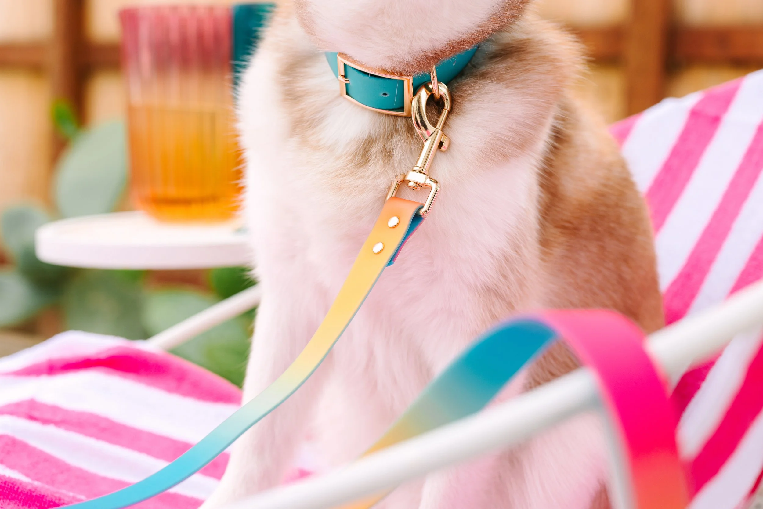 Dog collar with a leash in bright colors, part of a dog and a blanket with pink and white stripes inside a cozy setting.