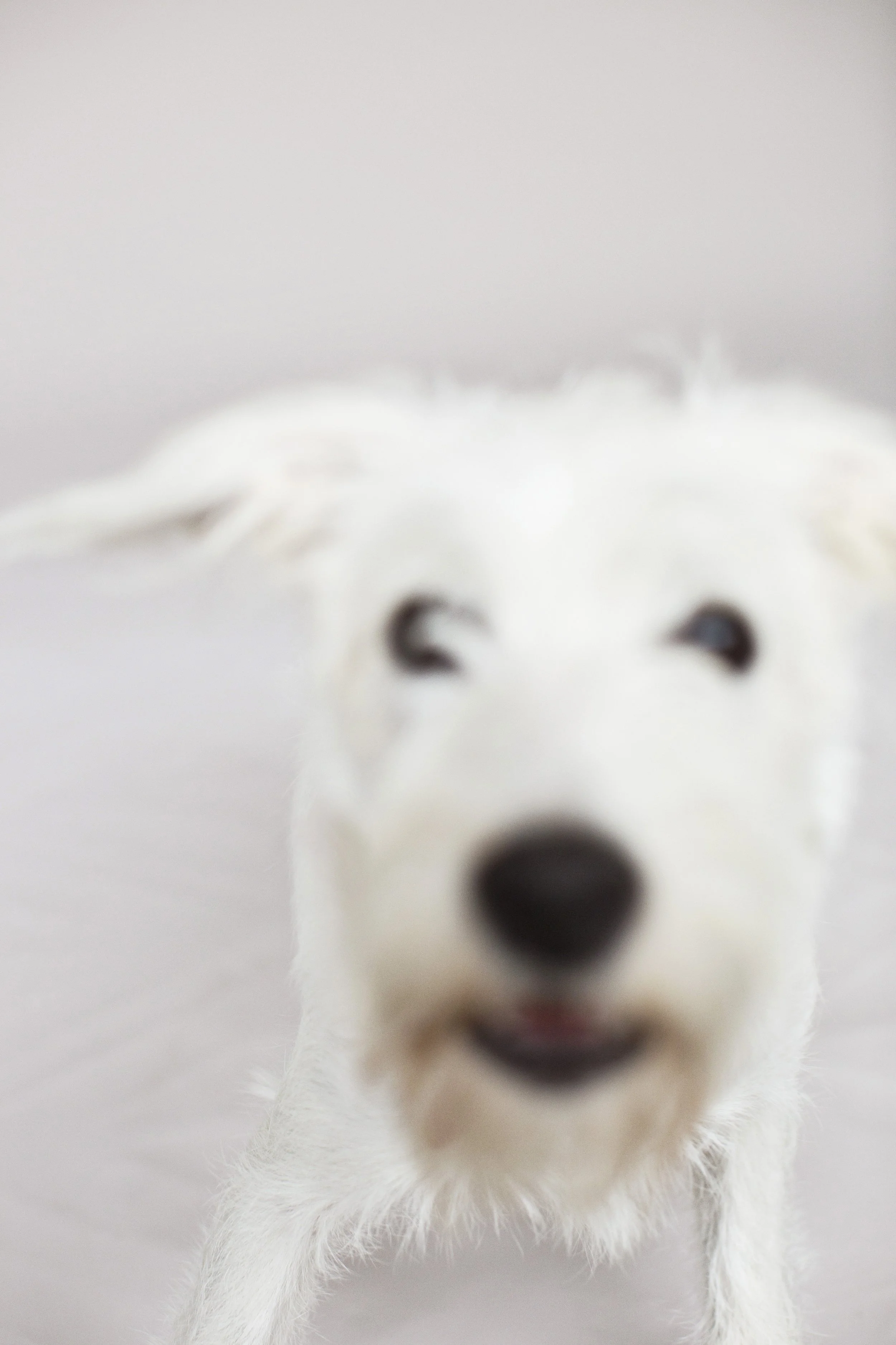 OC Dog Photographer-Funny Photo Outtakes_1.jpg