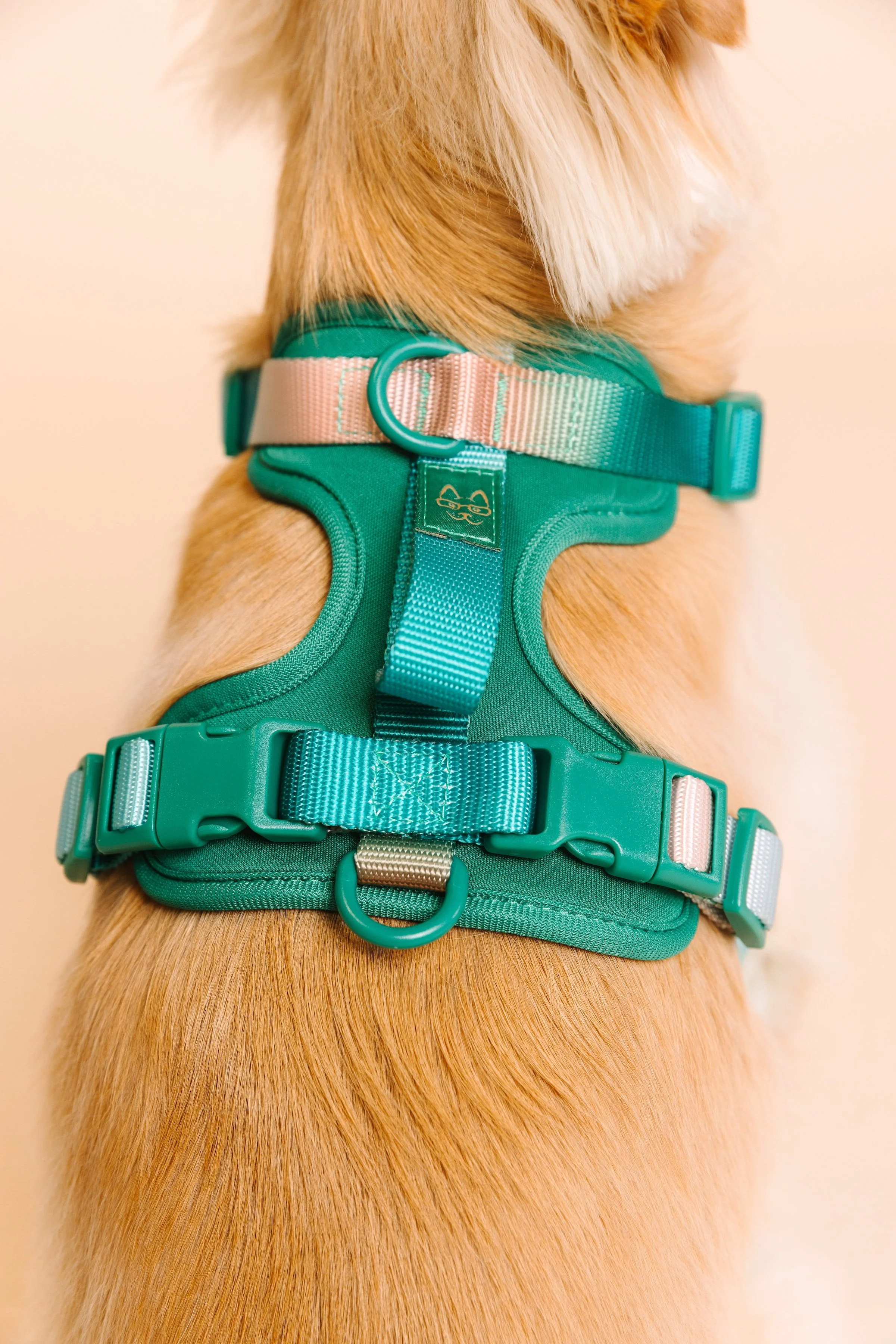 Southern California Best Pet Photographer3.JPG