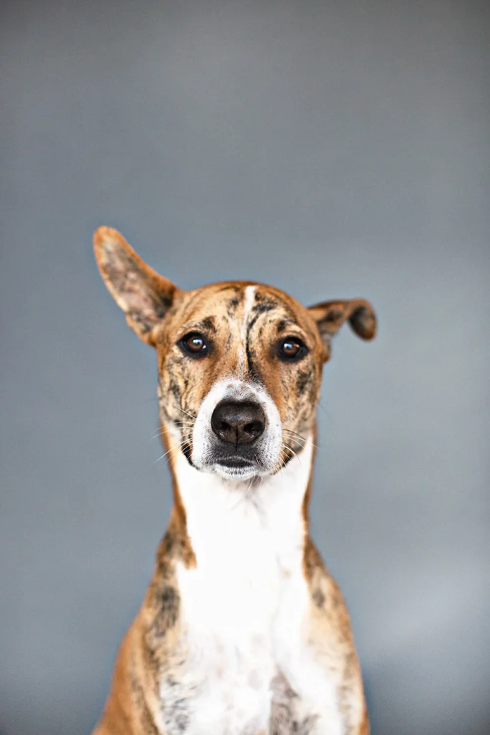 Katelin+Journigan+-+OC+Dog+Photographer+-+01.webp