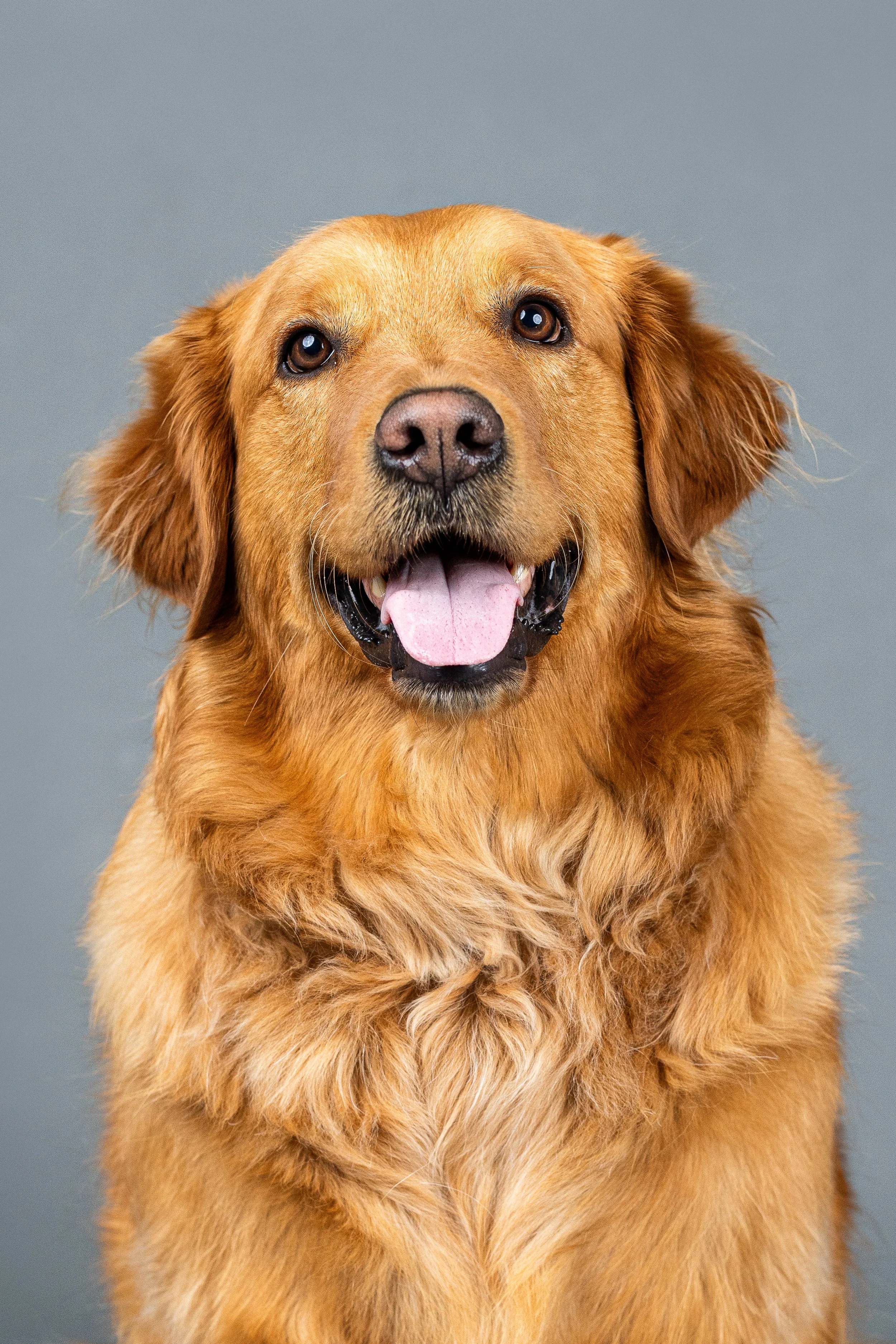 orange-county-pet-photography-golden retrevier.jpg