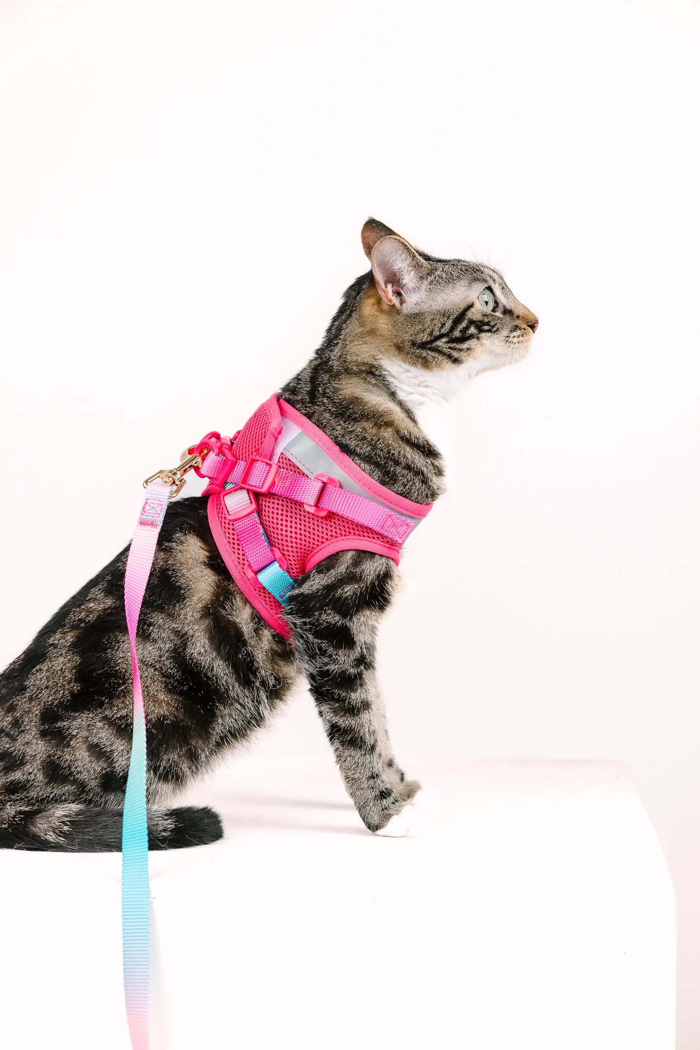 Cat harness product photo shoot