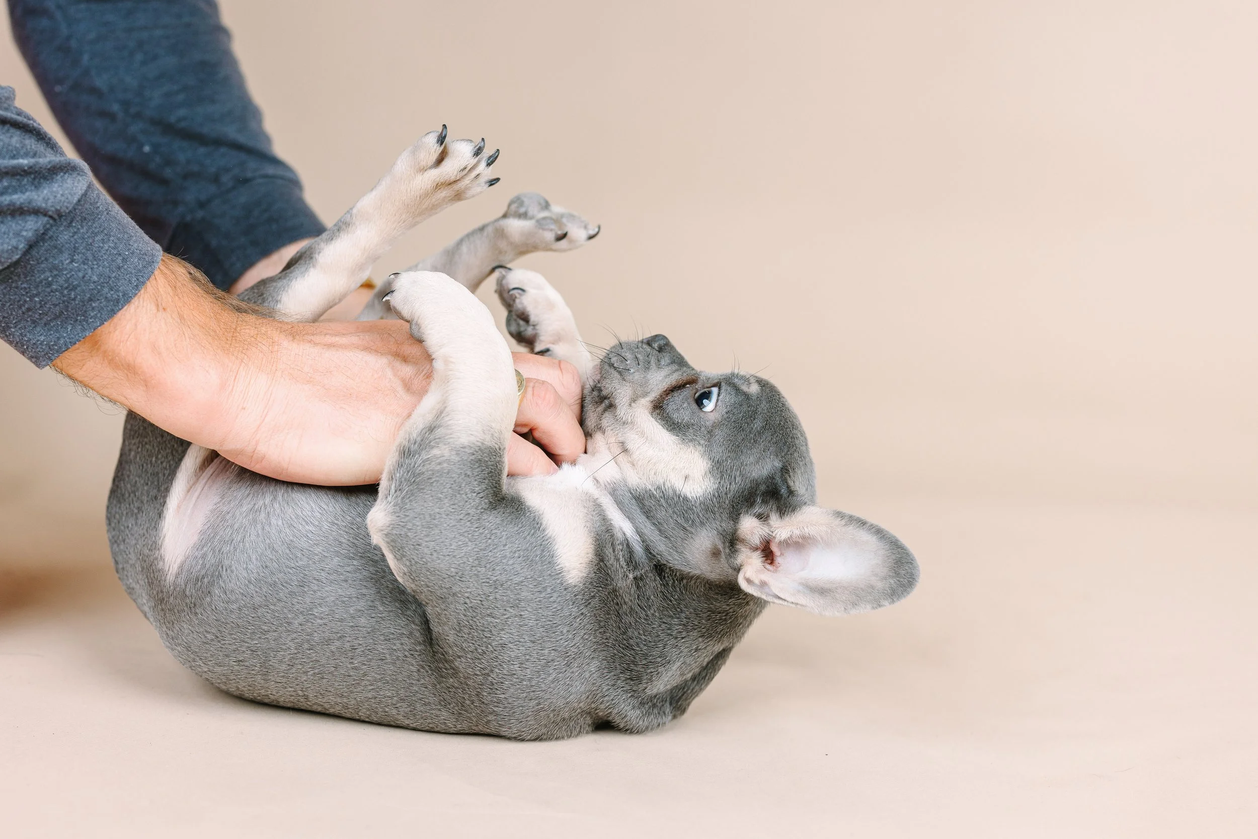  French bulldog rolling around