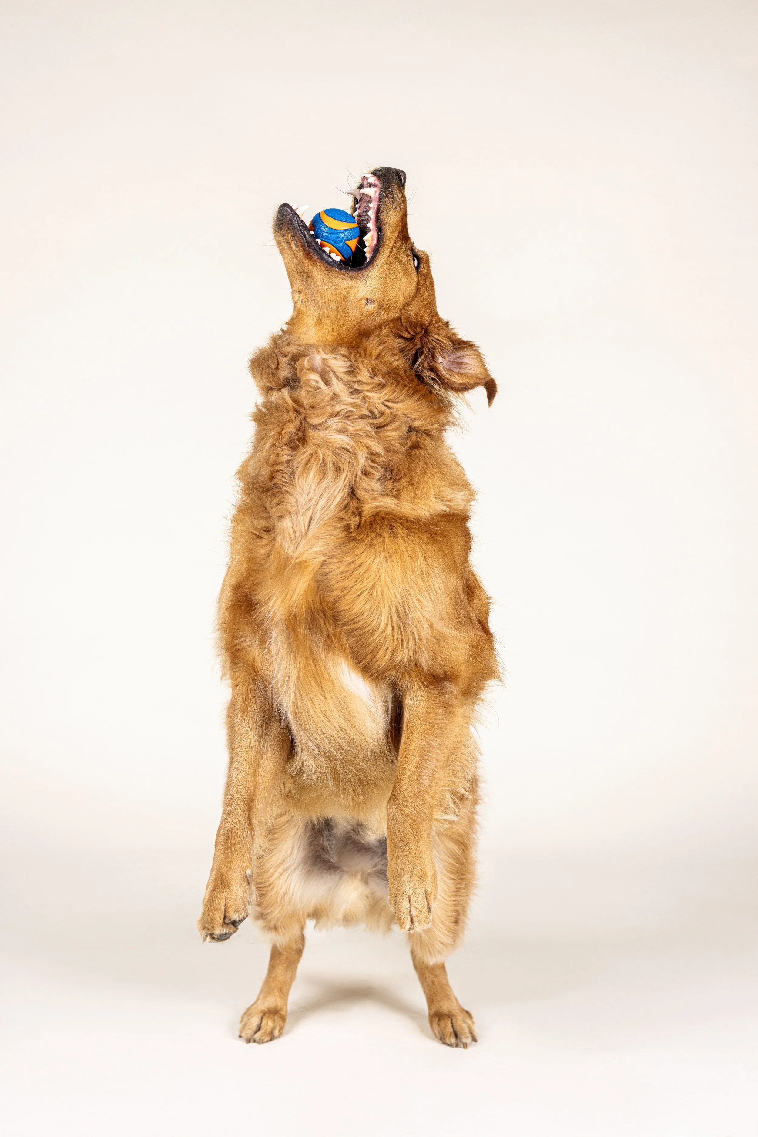 Dog jump, jumping for ball