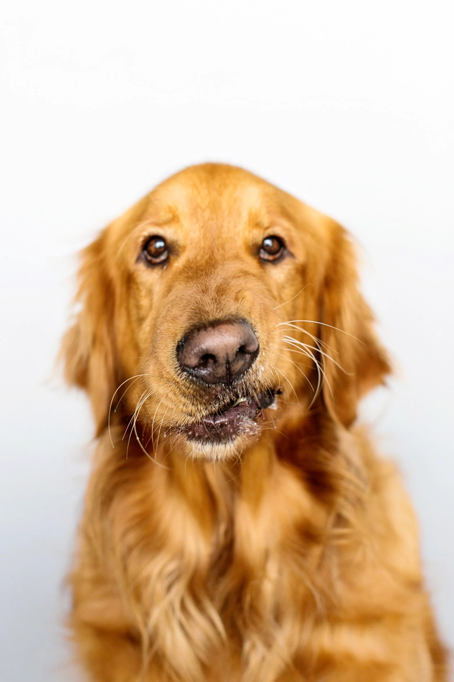 OC Dog Photographer-Funny Photo Outtakes_20.jpg
