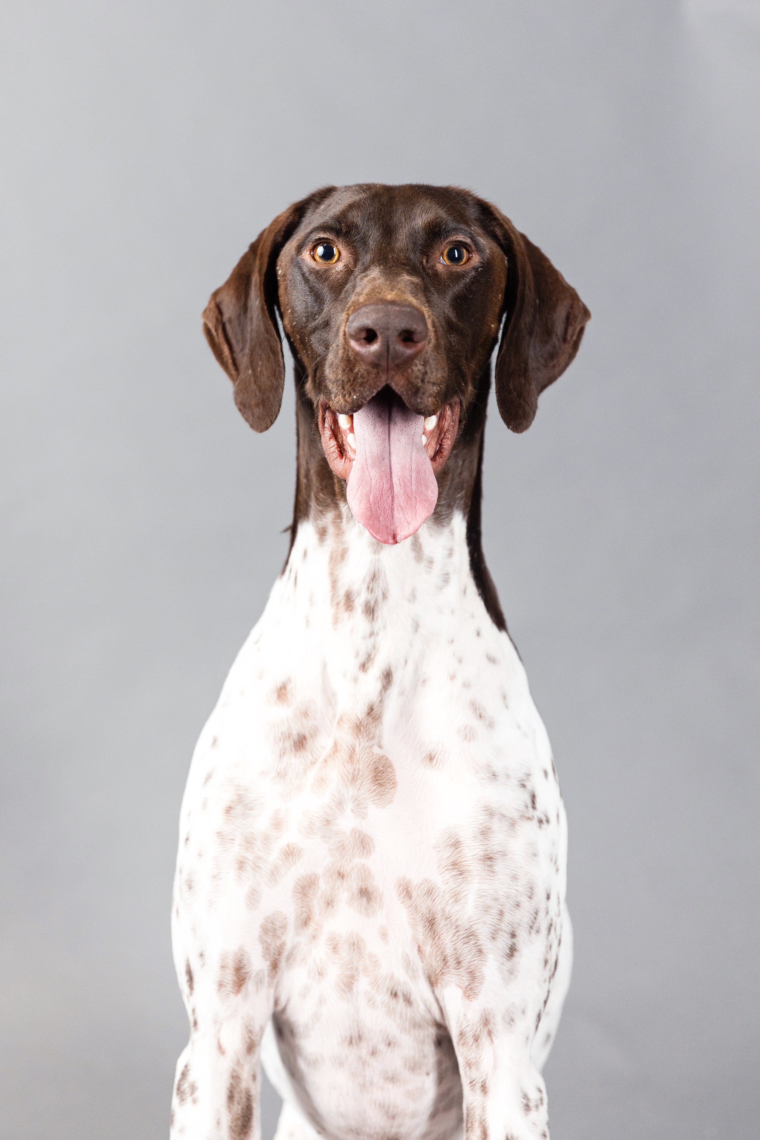 ashley mendell_dogs_0008.JPG