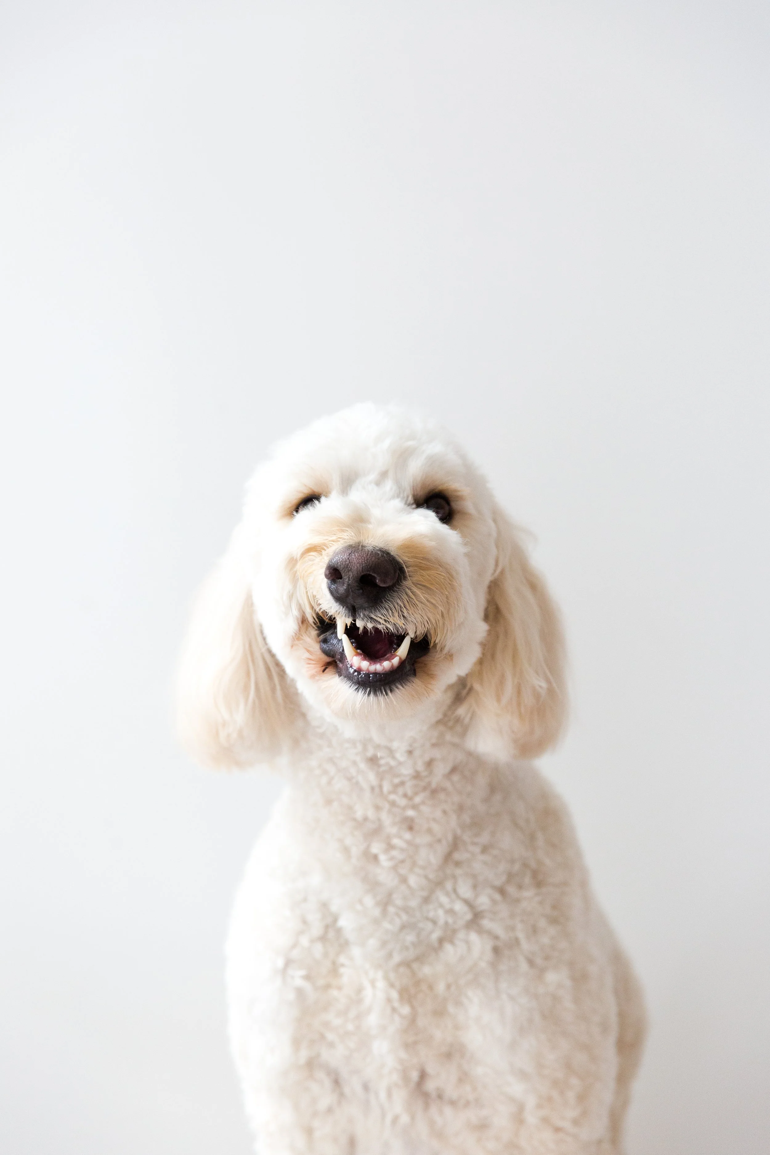 OC Dog Photographer-Funny Photo Outtakes_14.jpg