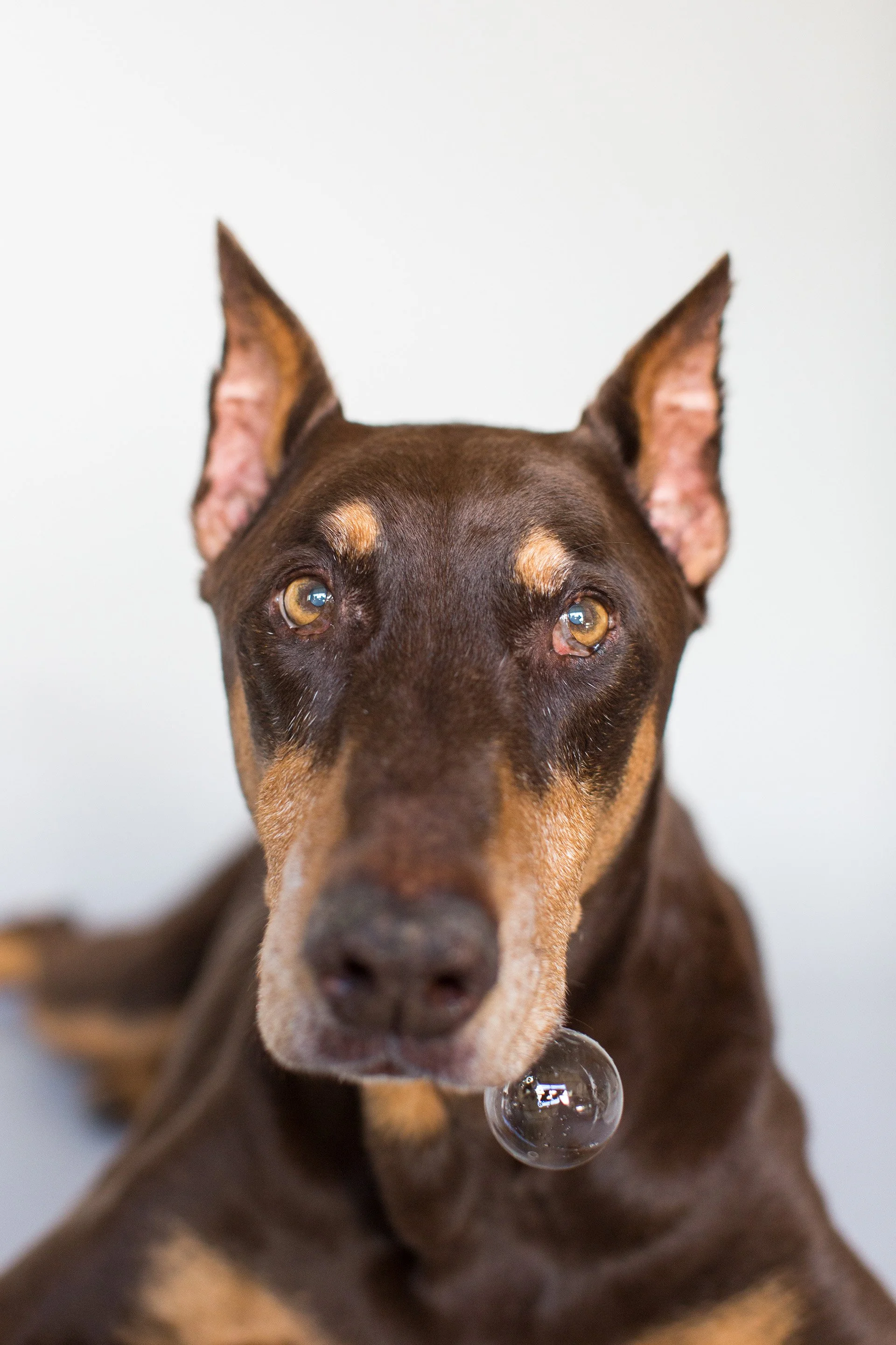  Doberman pinscher dog portrait