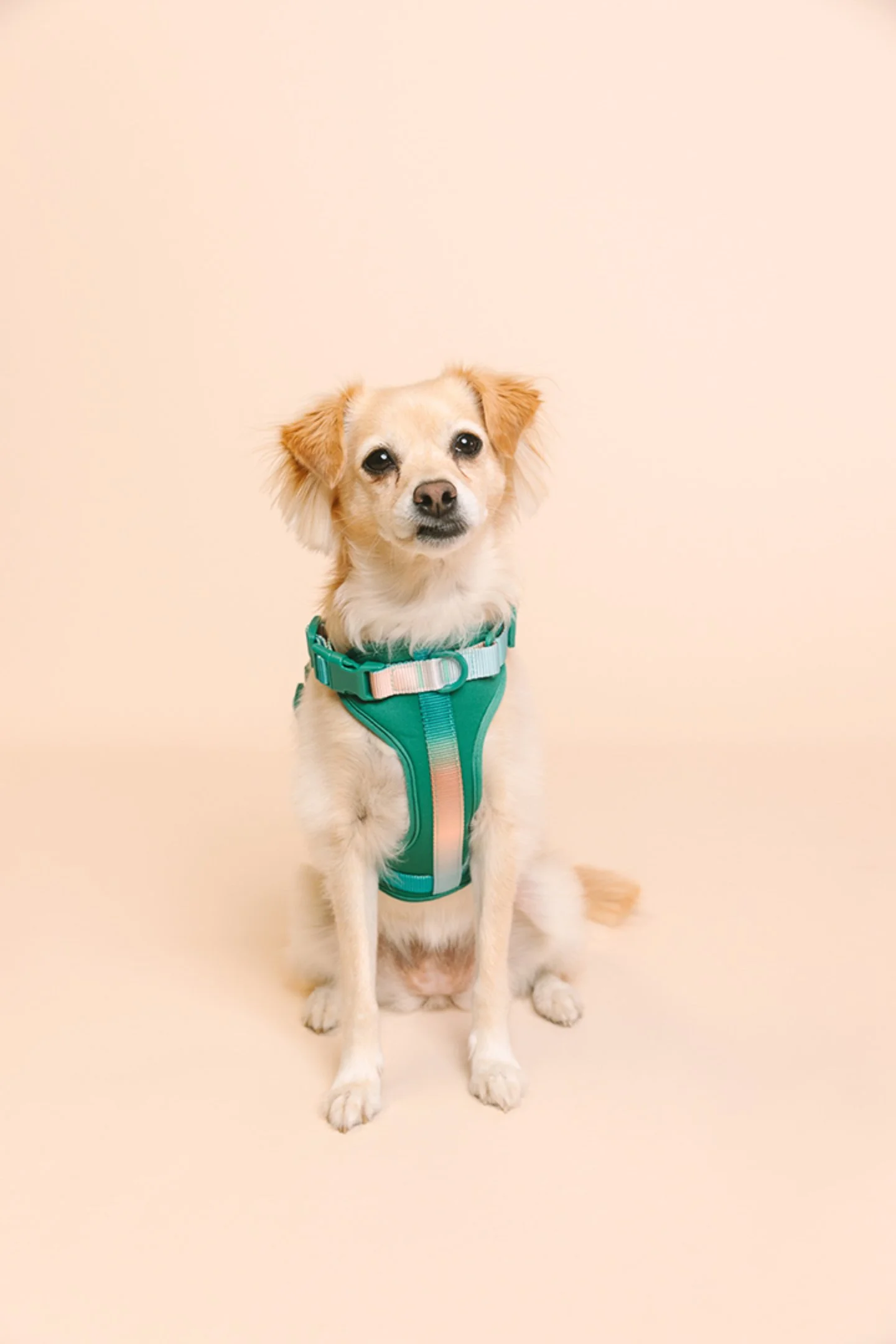 A small tan and white dog with floppy ears, wearing a teal and pink harness, sitting against a plain beige background.