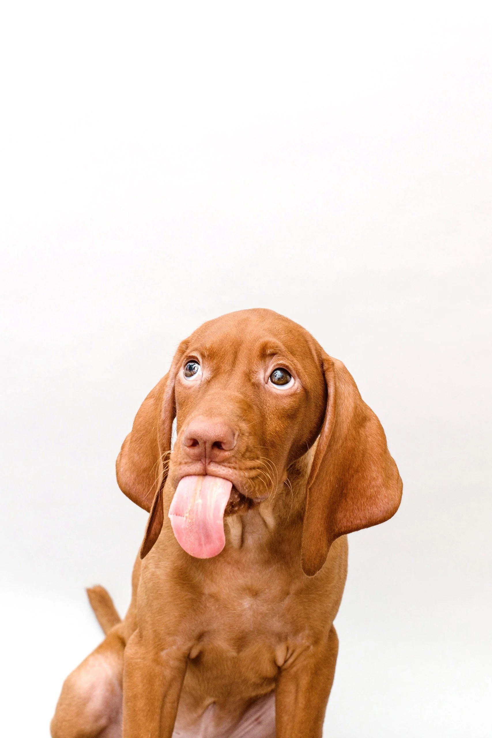 Vizsla dog sticking out tongue